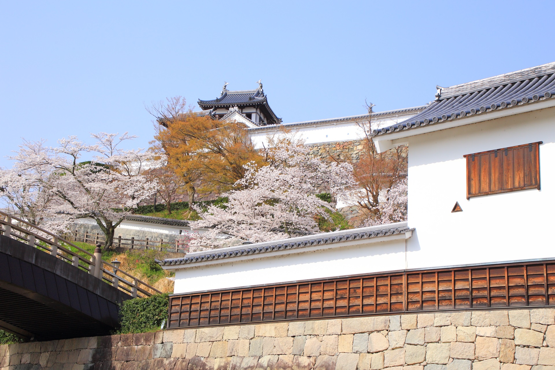 やや北側から眺めた福知山城と昇龍橋の桜