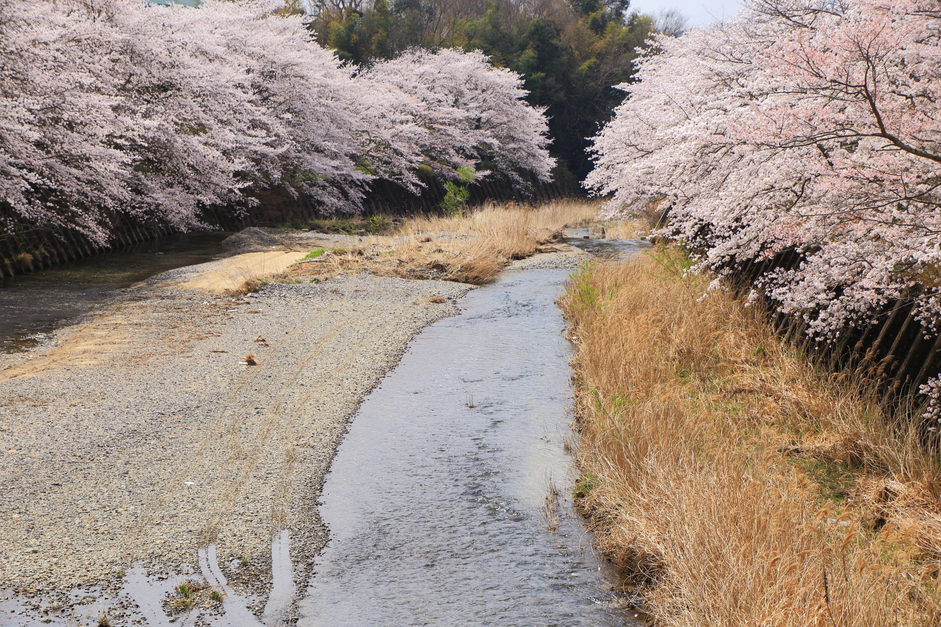 和束町の水辺で溢れる桜