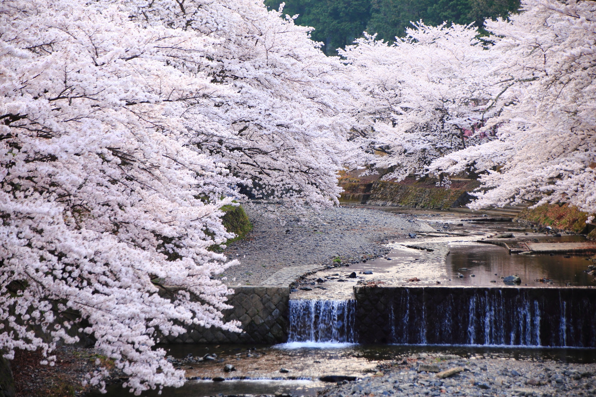 七谷川の目を疑うような凄い桜