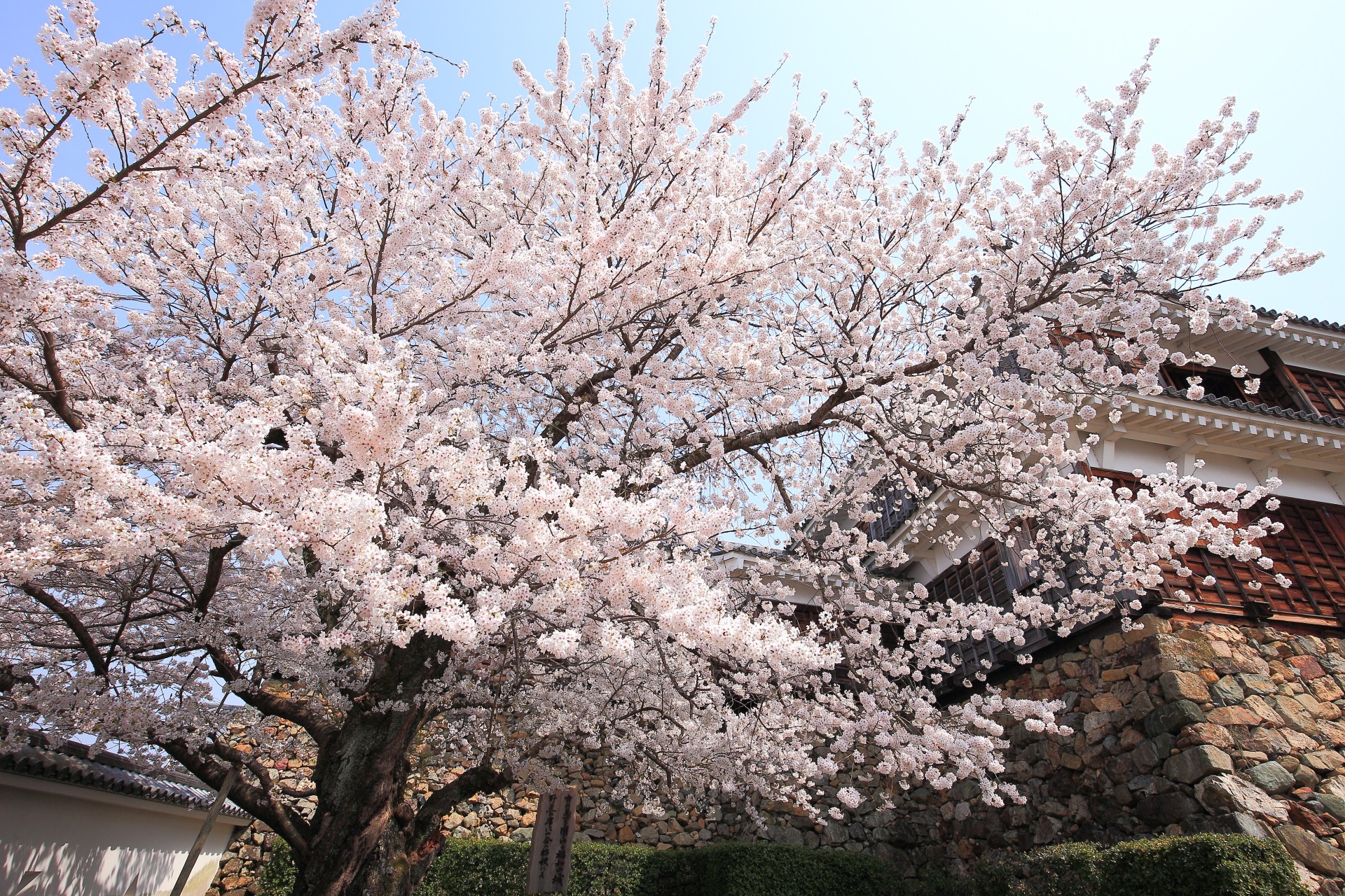 福知山城の豪快に咲き誇る桜