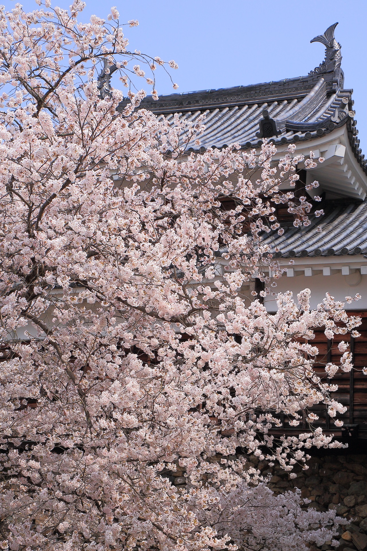 福知山城の弾けんばかりの桜