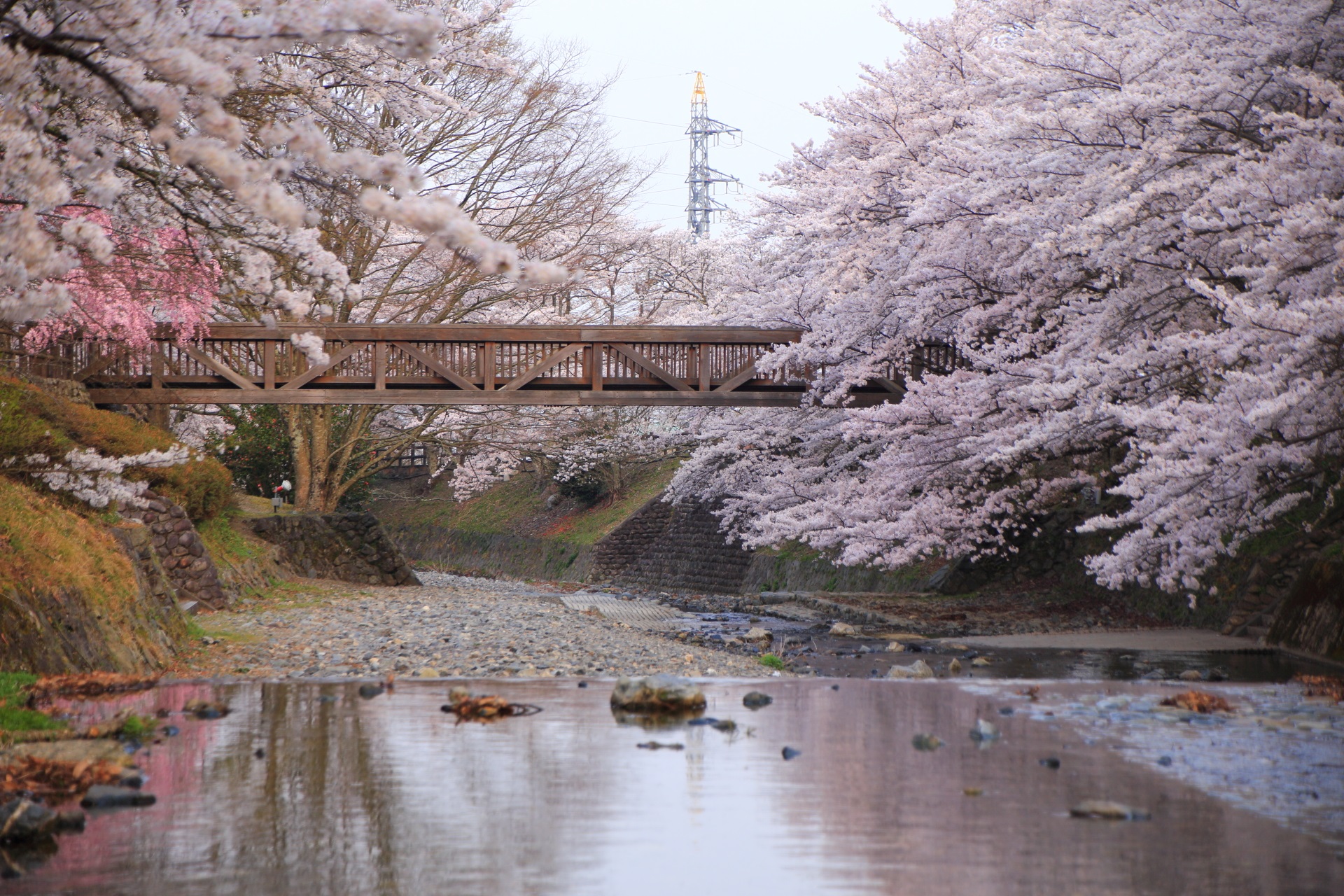 川辺で咲き乱れる亀岡の極上の桜　春の七谷川