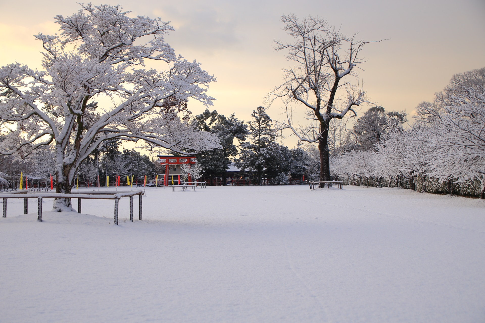 上賀茂神社の木々に咲く見事な雪の華