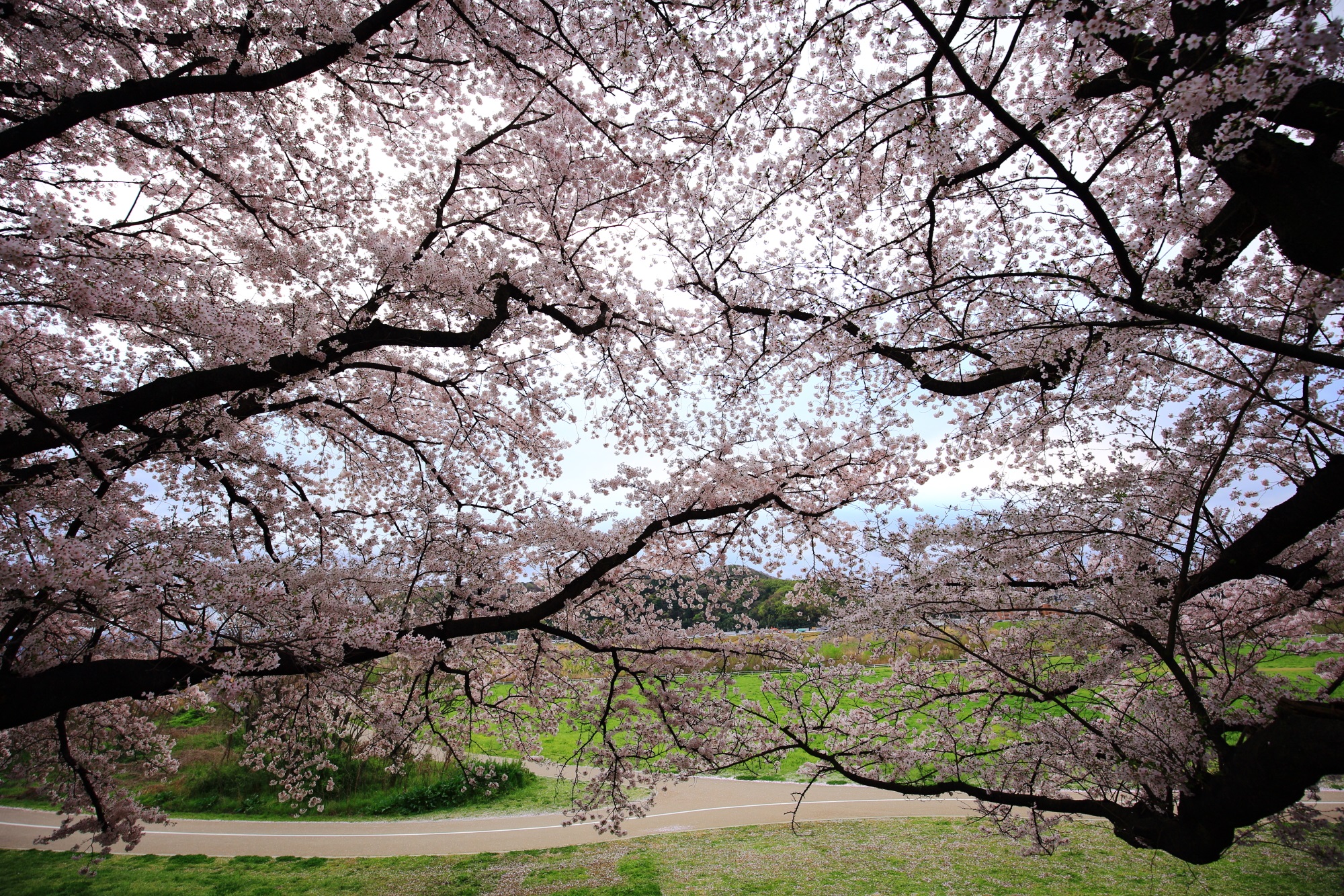 曇天はやっぱり残念も華やかな桜の空間