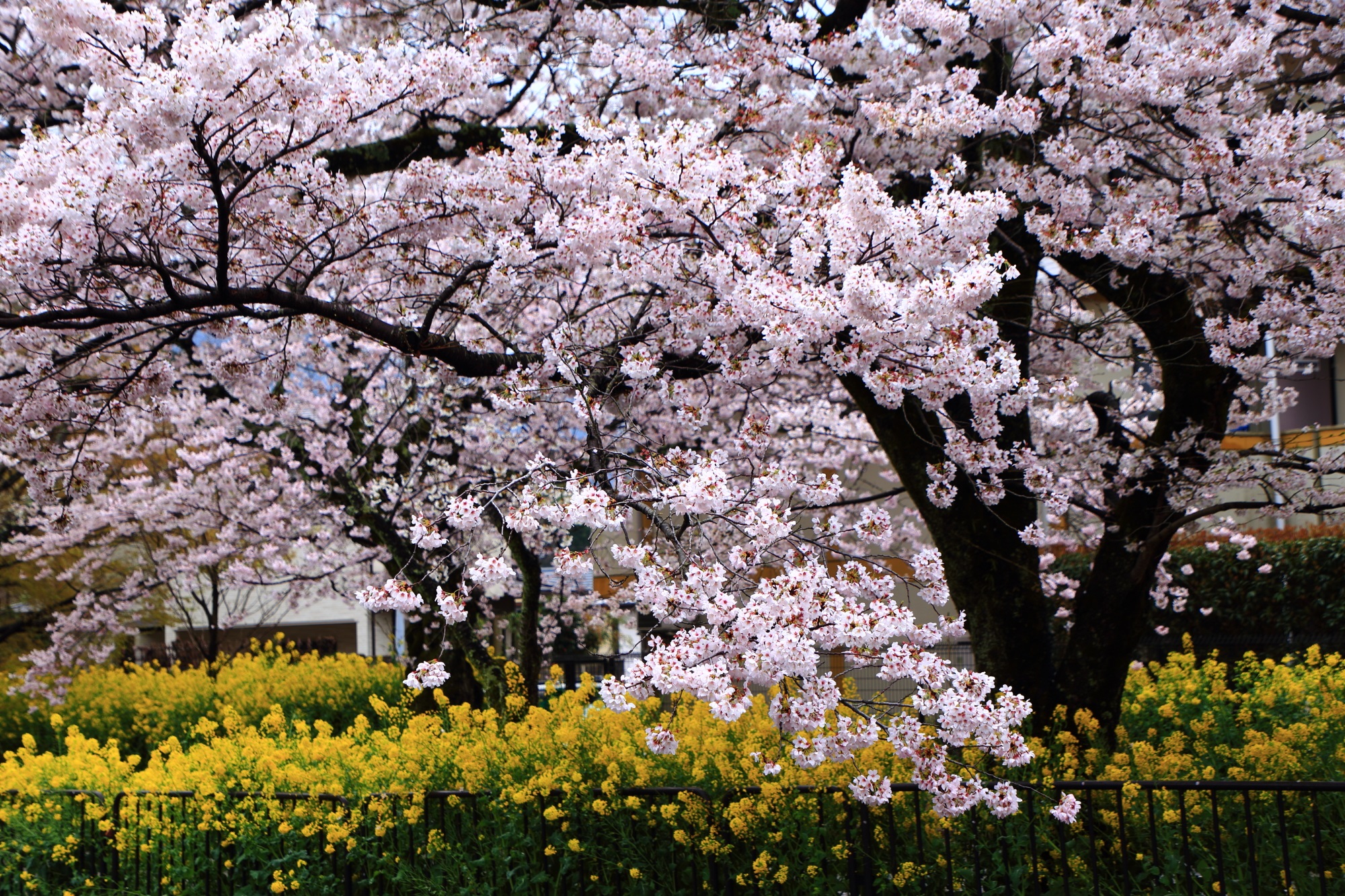 豪快に咲き誇る満開の桜と周辺を彩る菜の花