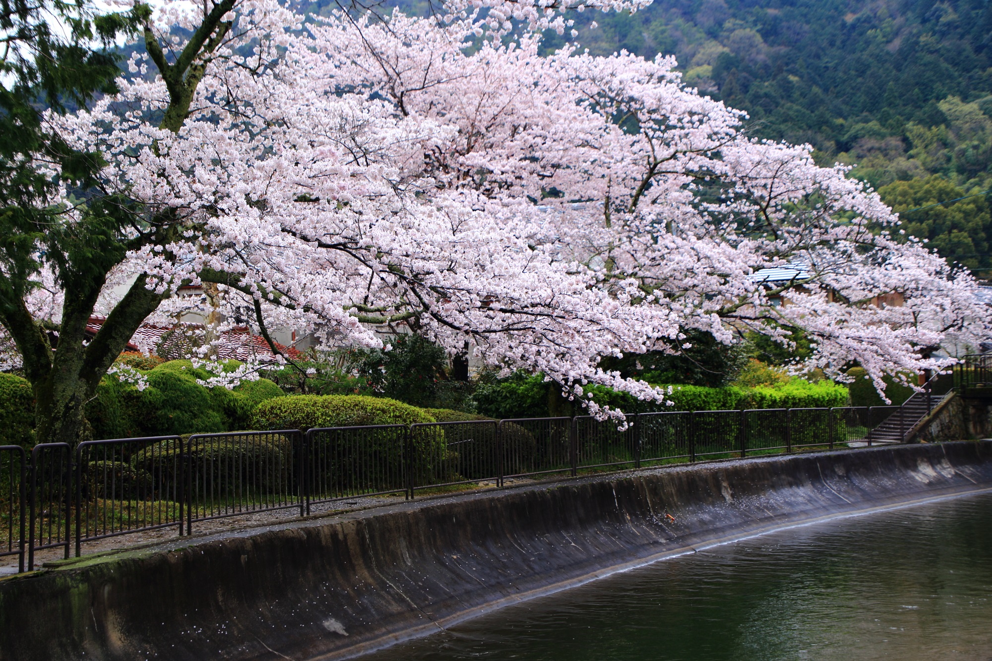 山科疏水の満開の桜