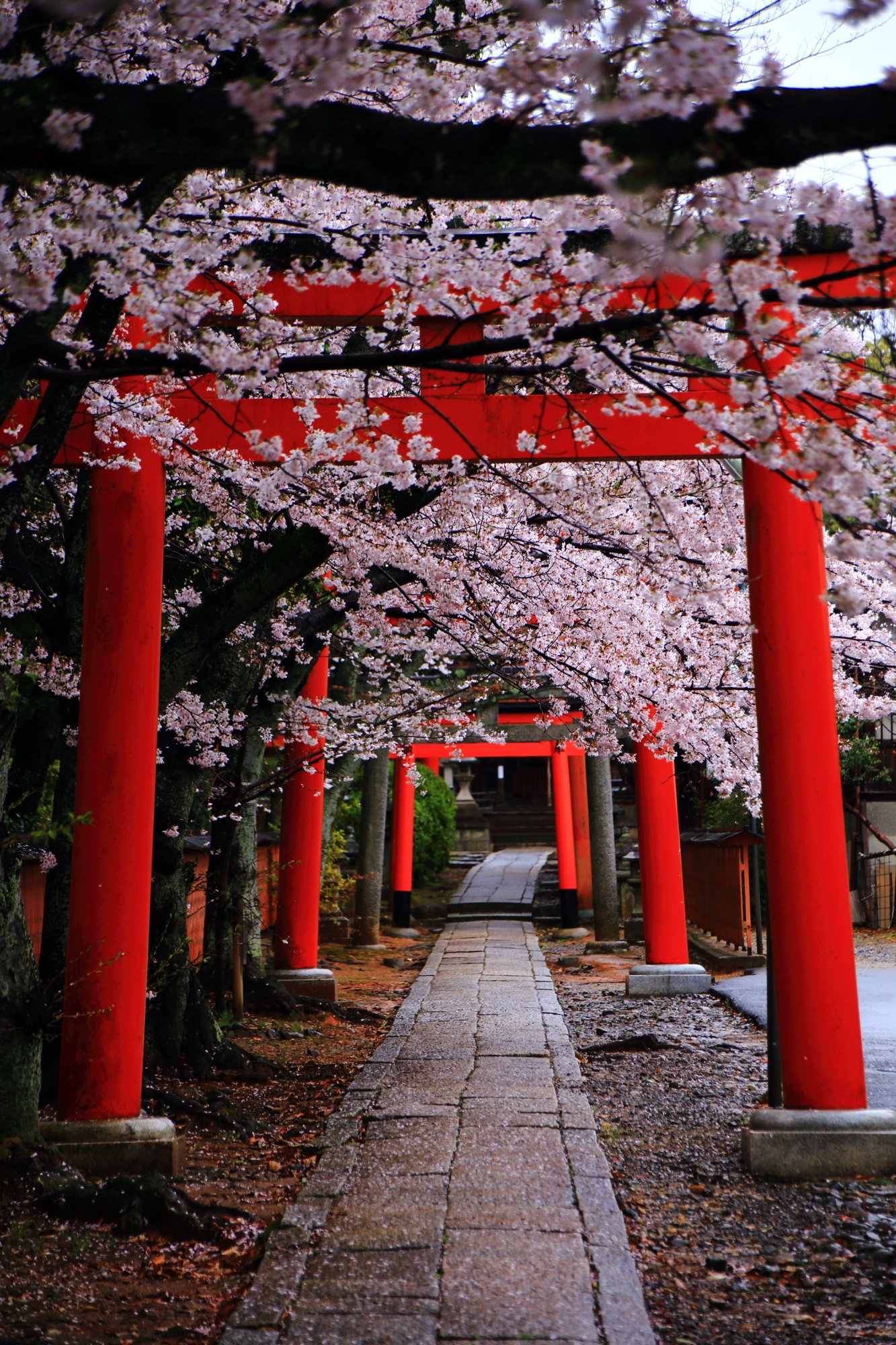 Kyoto Takenaka-inari-jinja Shrine cherry blossoms