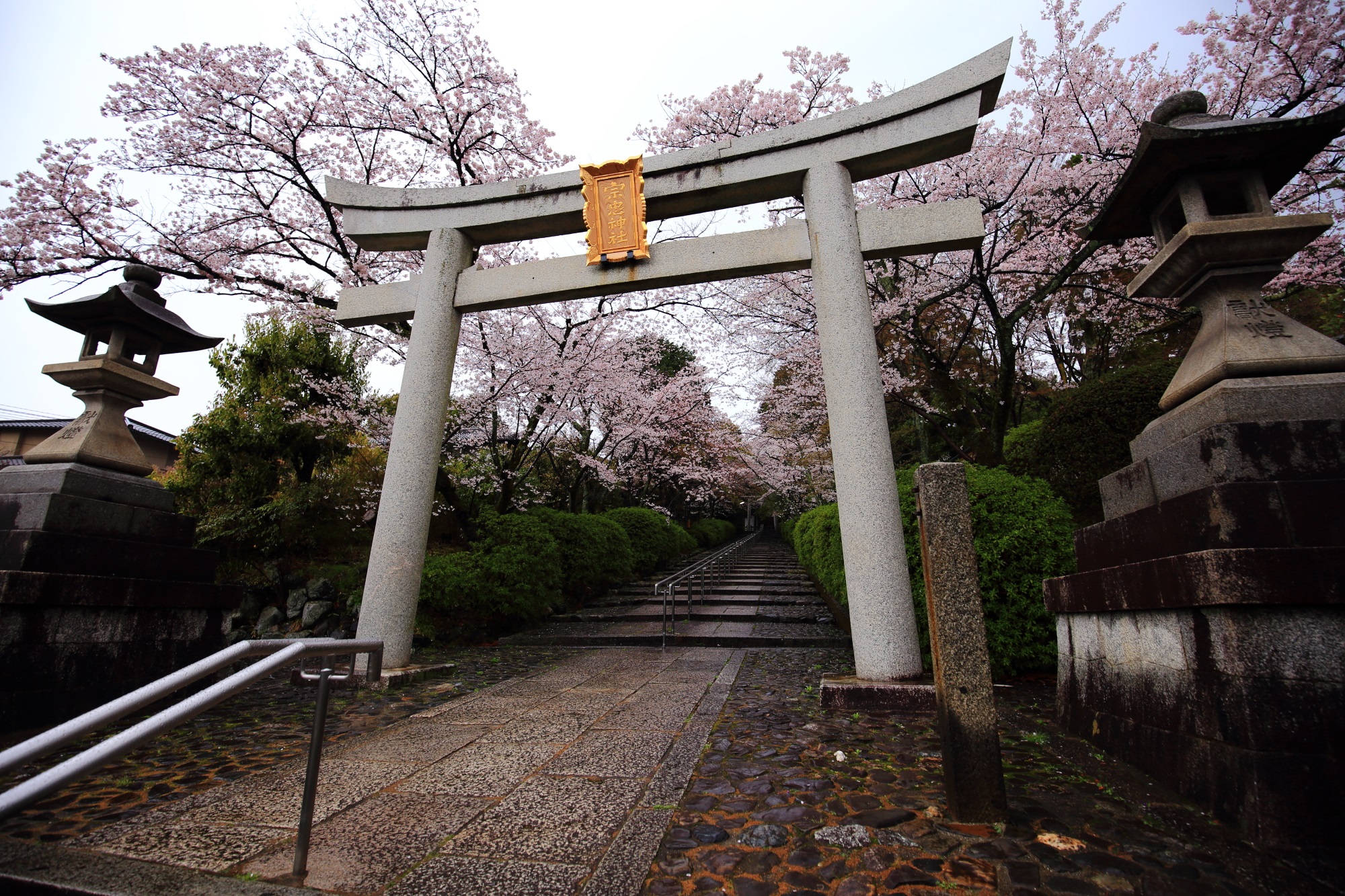 京都の桜の隠れた名所の宗忠神社の石段と鳥居の桜