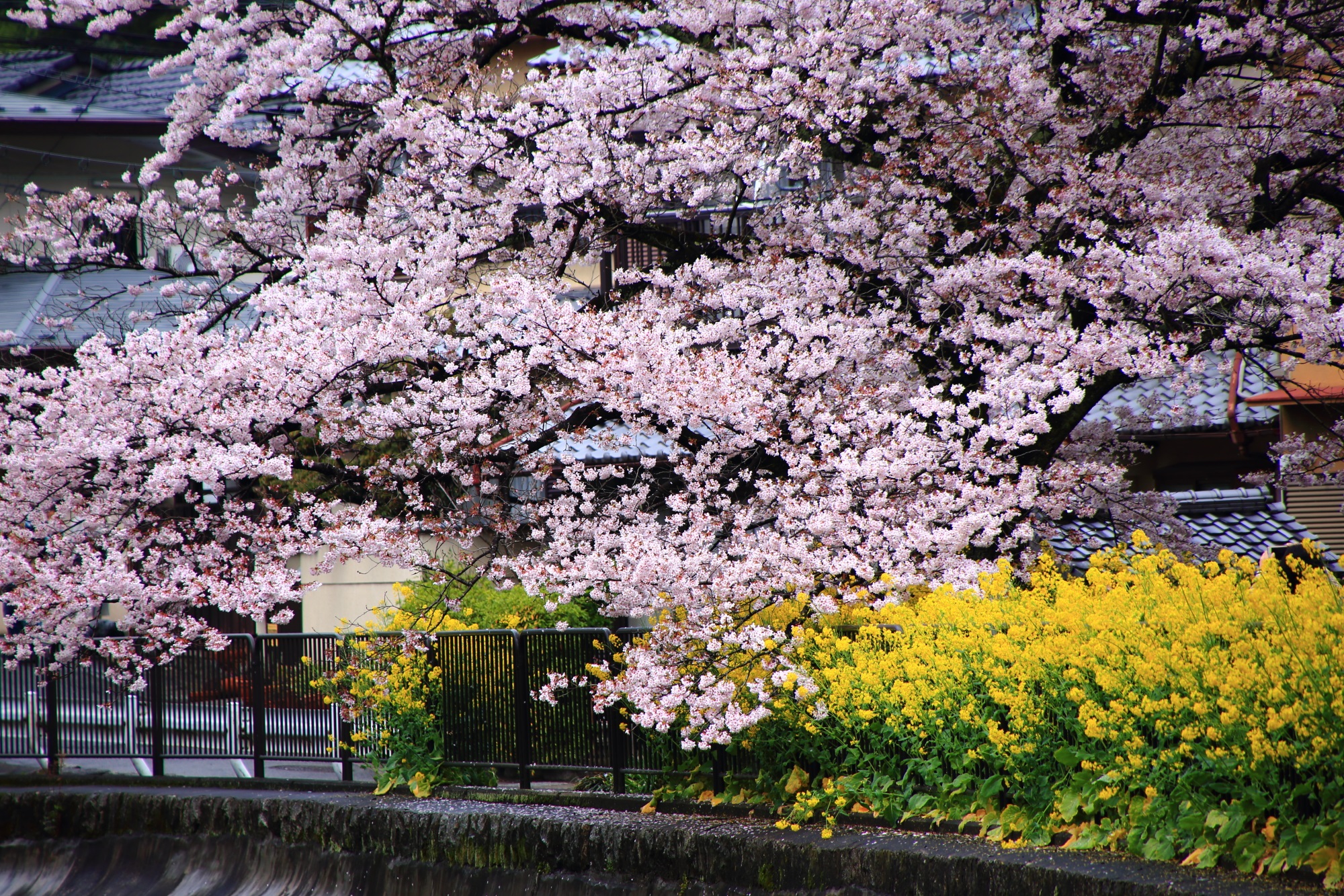 桜の華やかなピンクと菜の花の鮮やかな黄色の美しいコントラスト