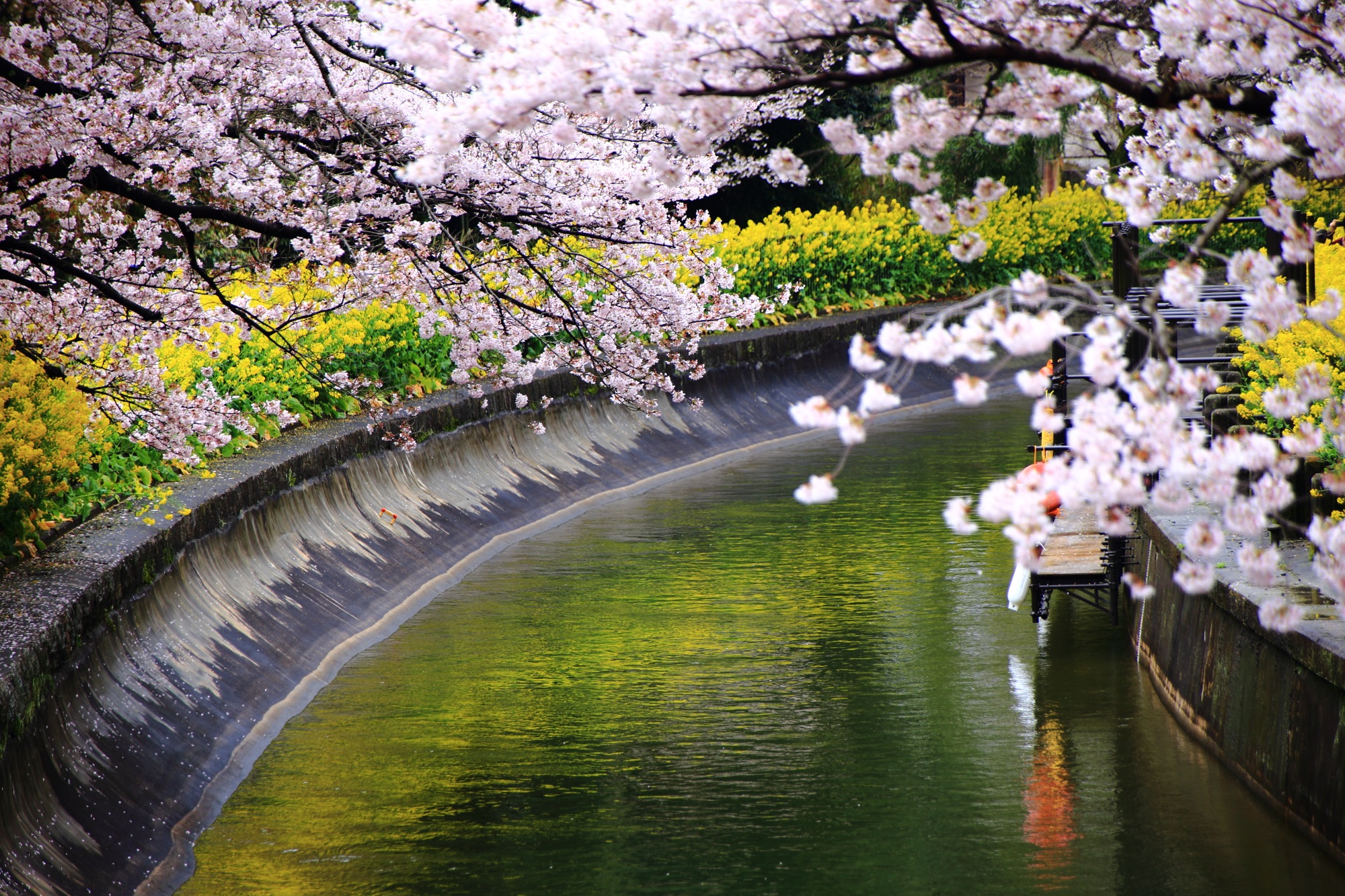 山科疏水の素晴らしい桜と菜の花と春の情景