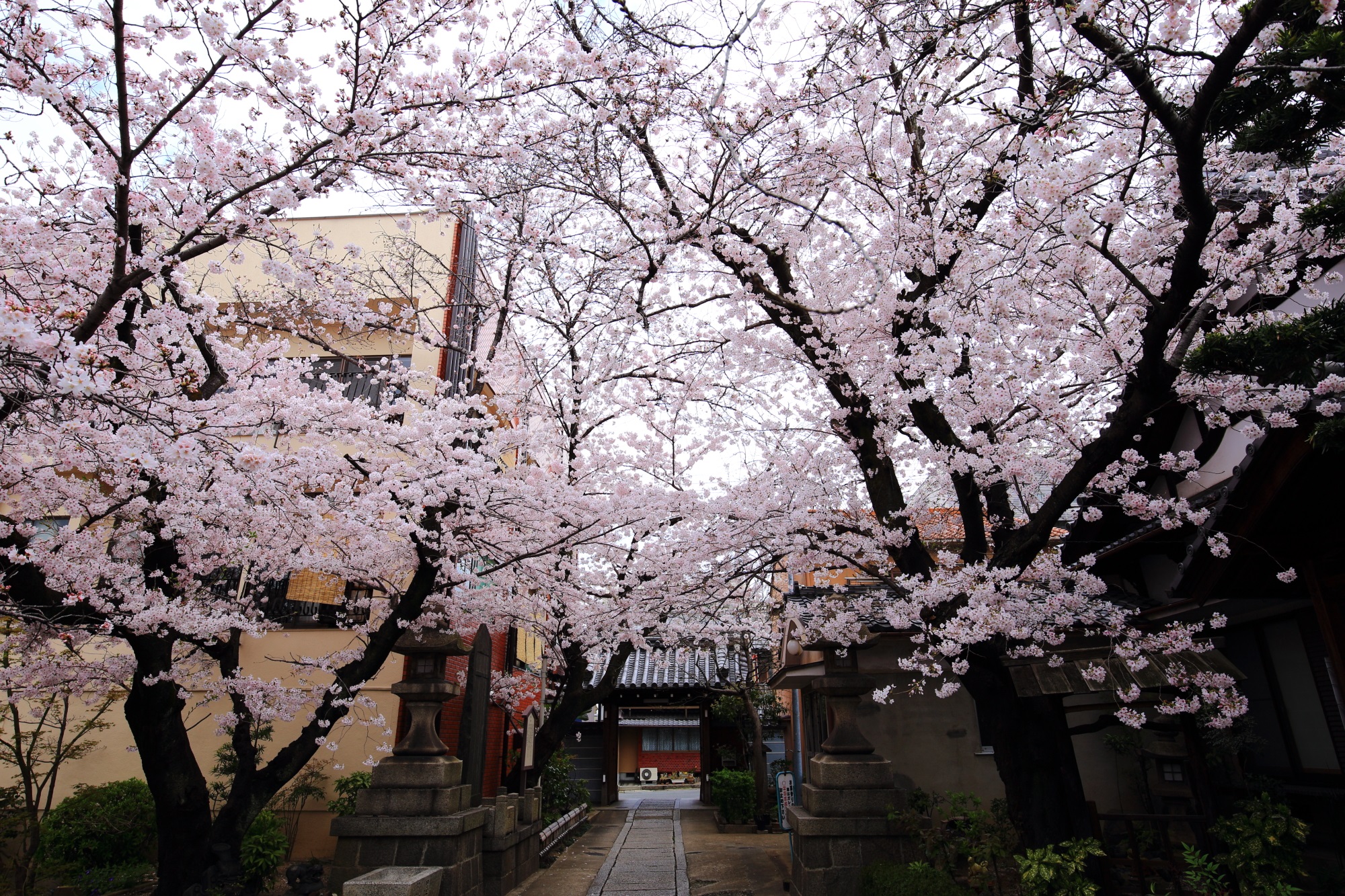 Kyoto Bokusen-ji Temple cherry blossoms
