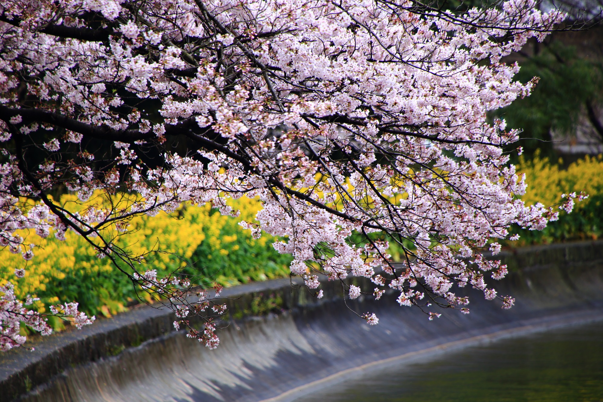 水辺を華やかに彩る桜と菜の花