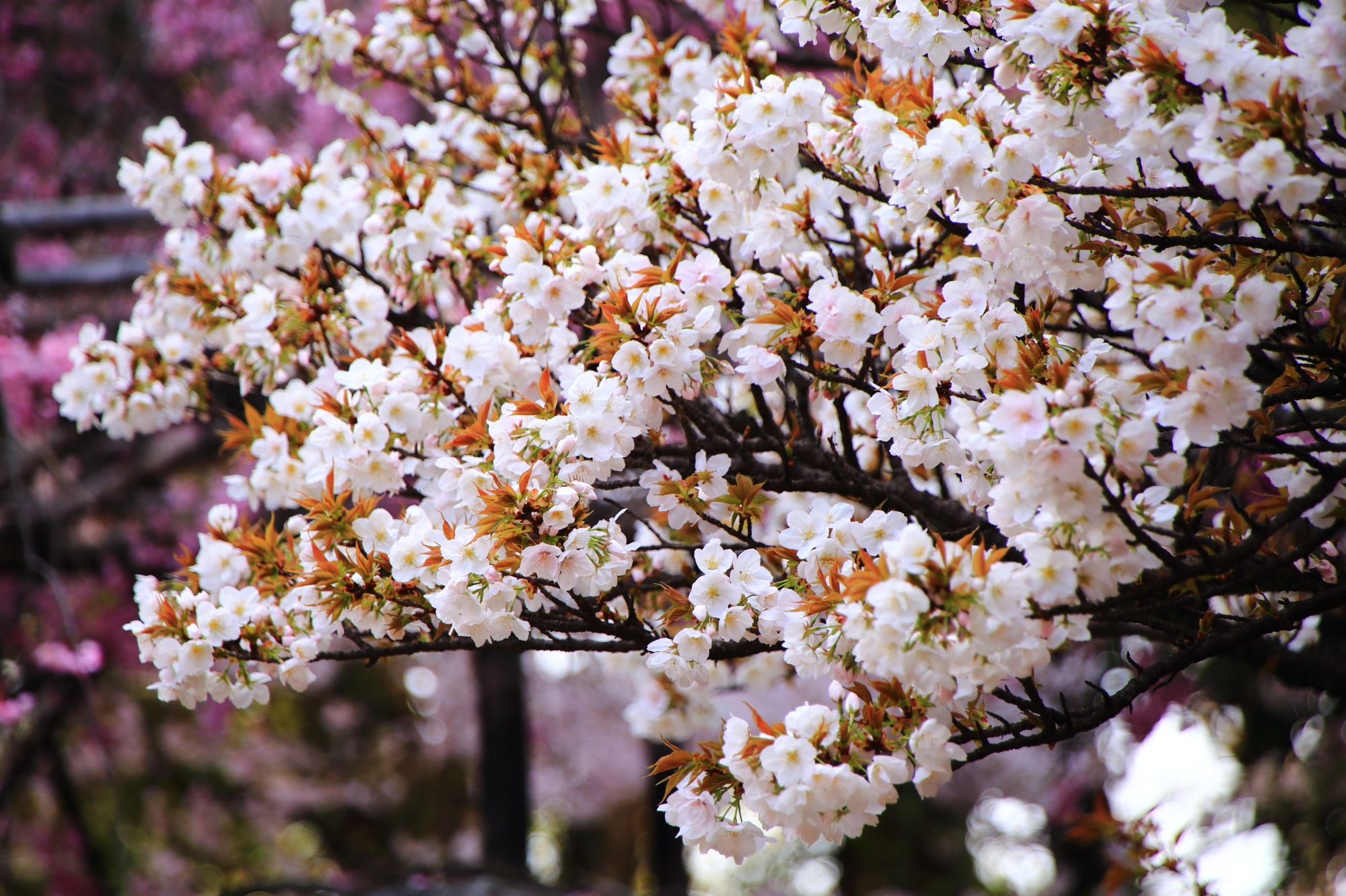Kyoto Gokonomiya-jinja Shrine cherry blossoms