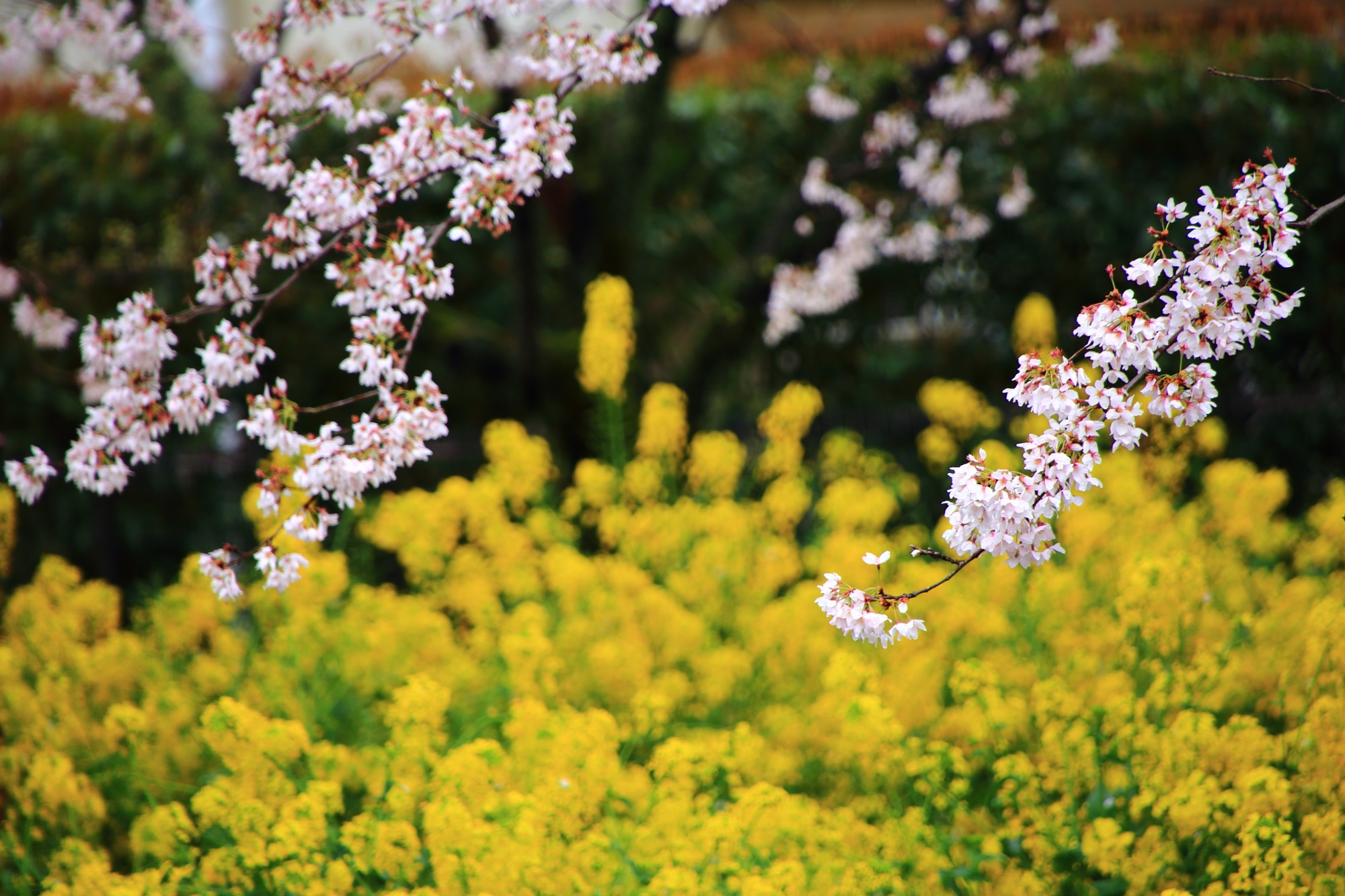 高画質 山科疏水 桜 菜の花 写真