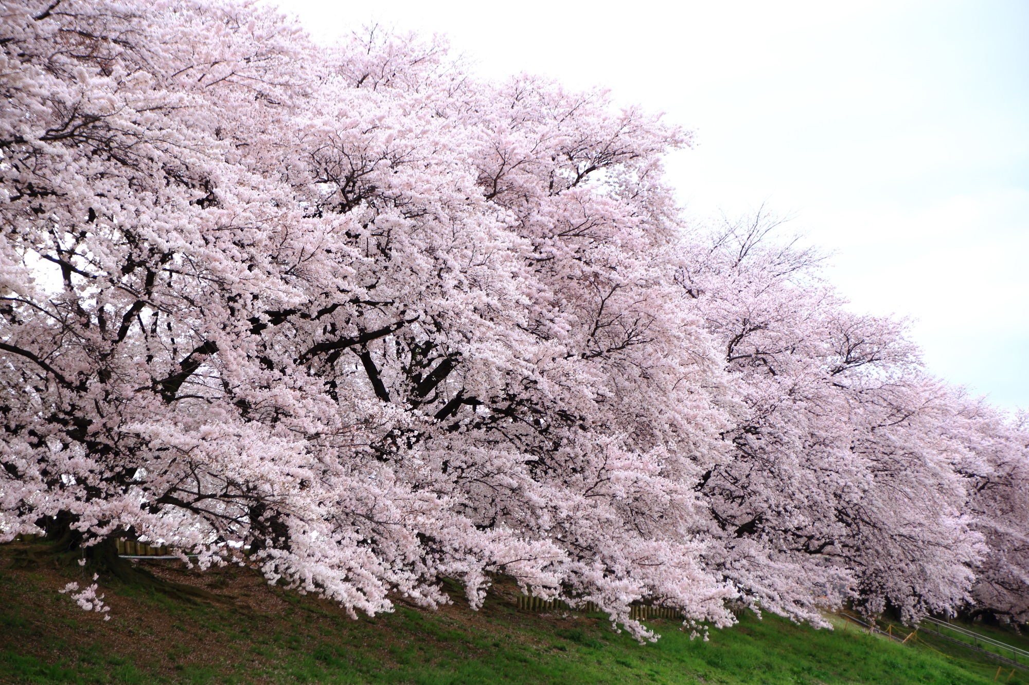 当然ながら八幡市を代表する桜の名所の背割堤