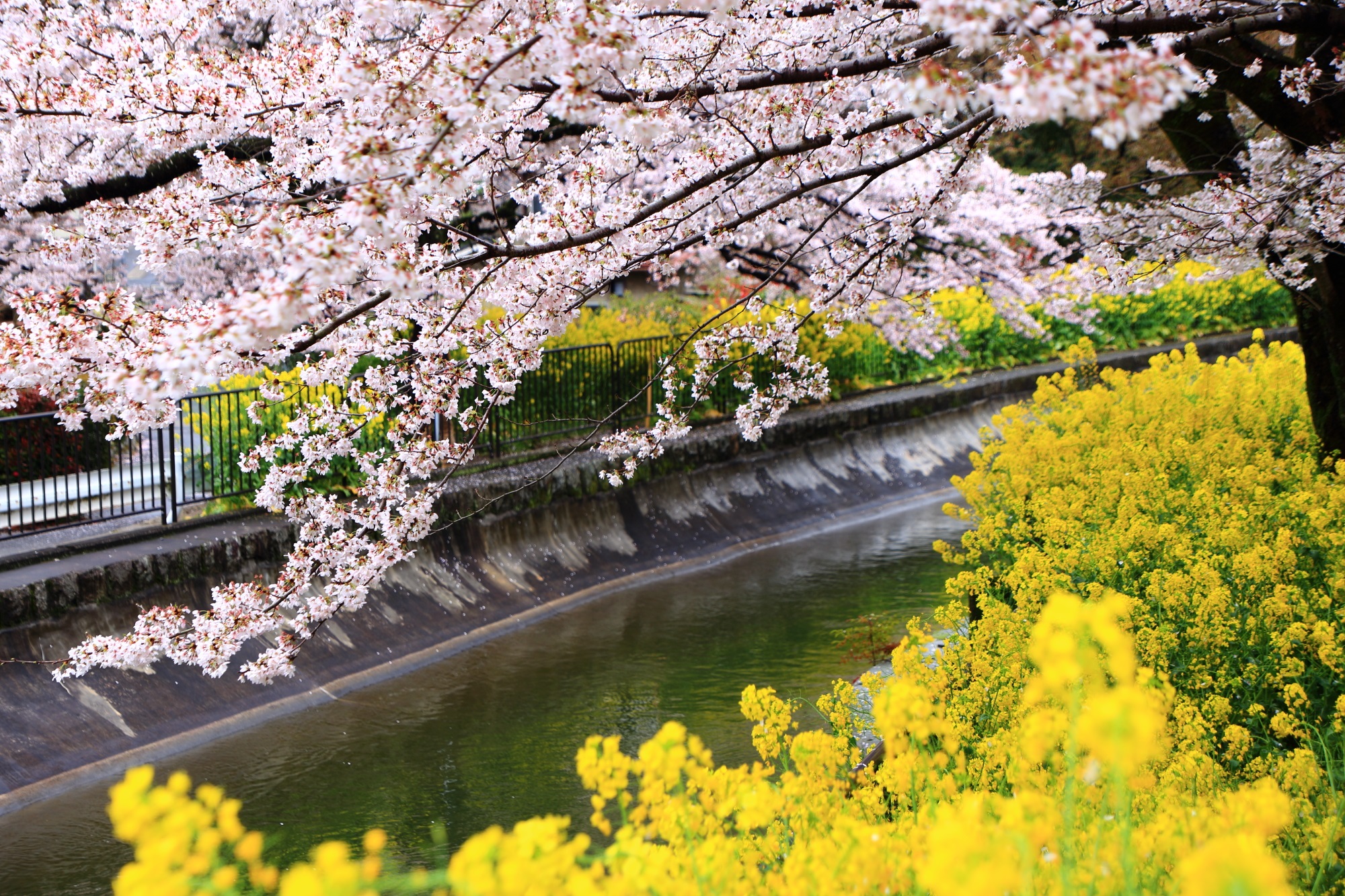 桜と菜の花のいかにも春という感じの色合い