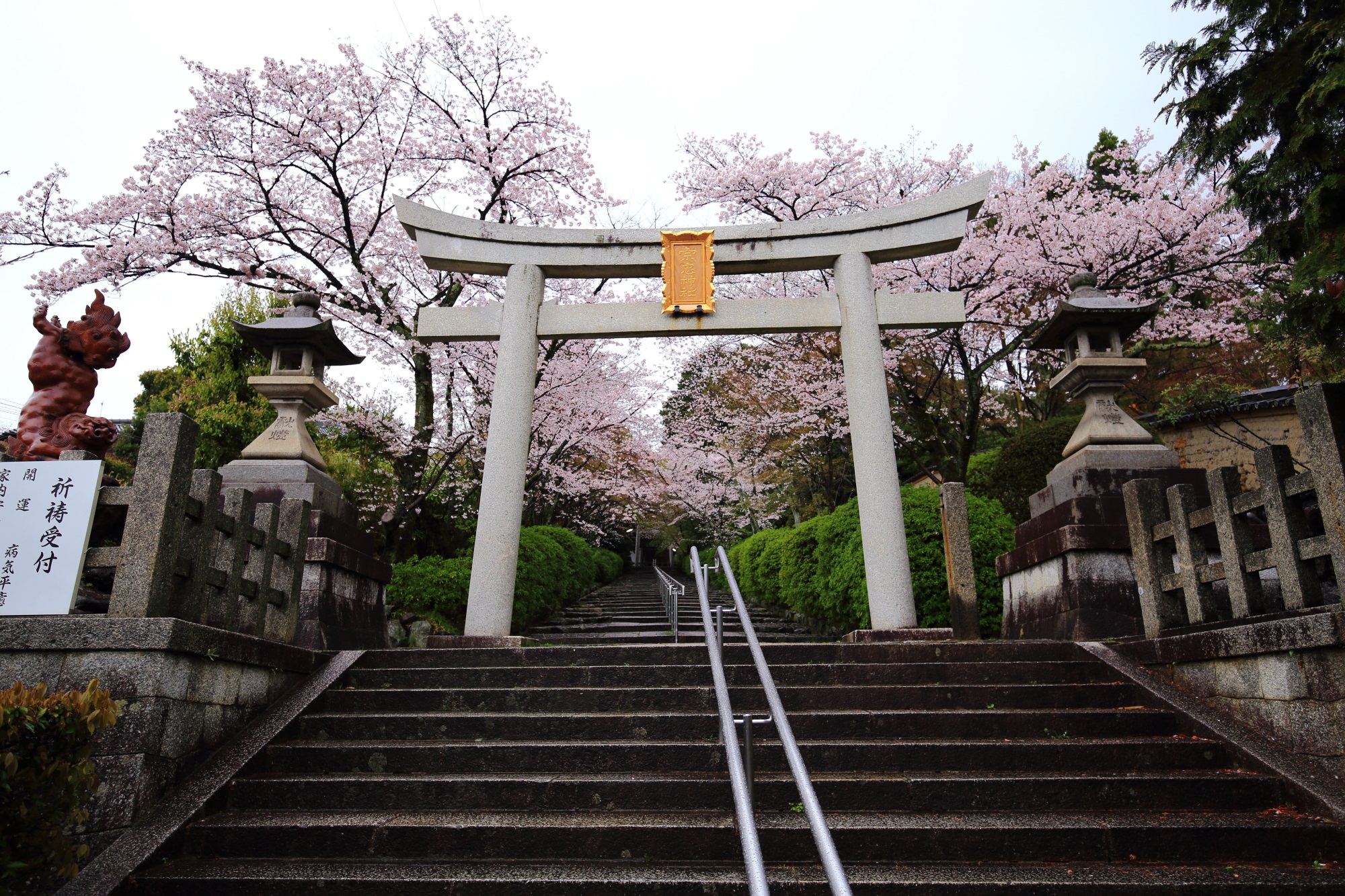 桜の穴場の宗忠神社の鳥居と石段の桜