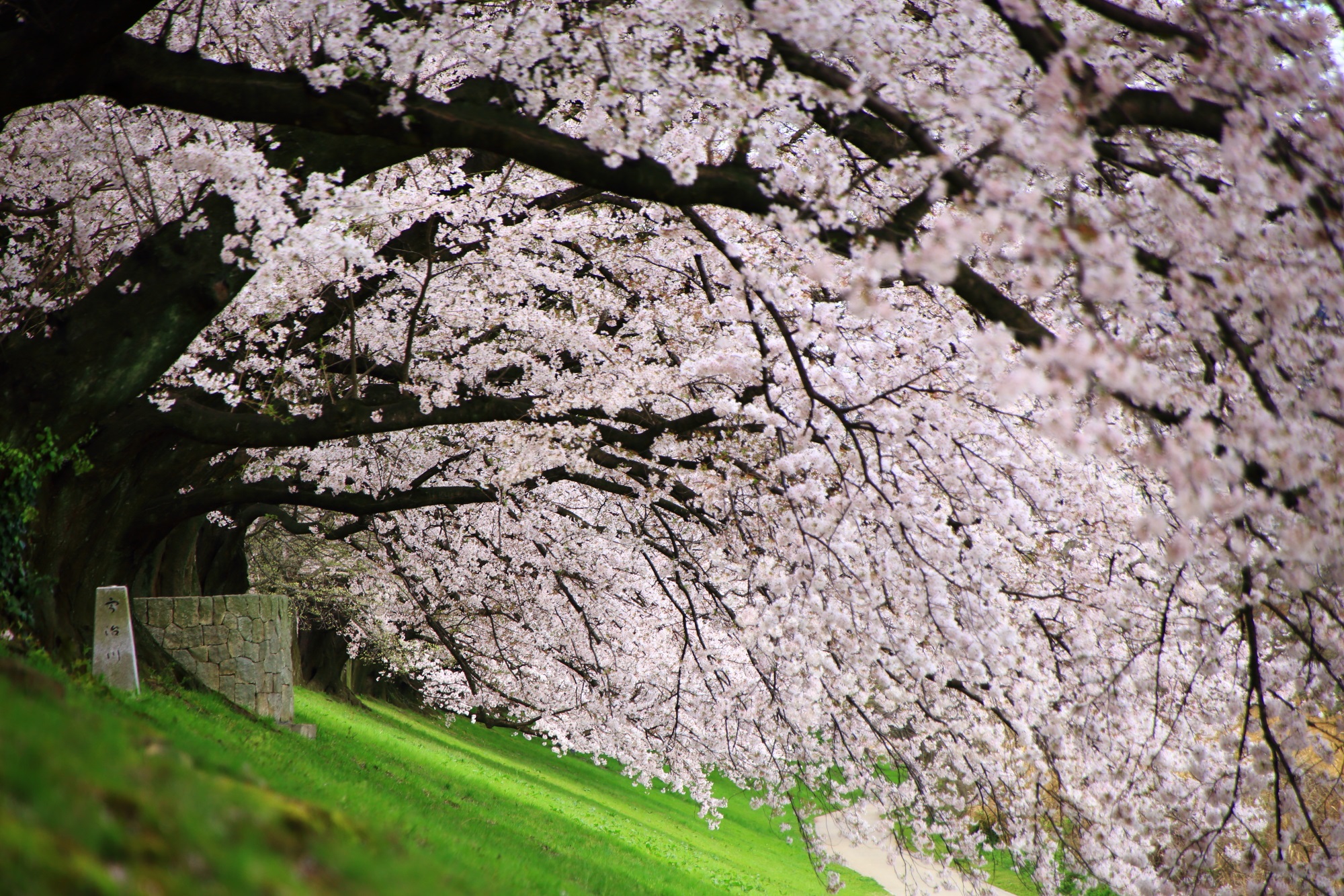 京都のど迫力の桜並木　春の背割堤（せわりてい）