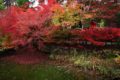 鍬山神社 弁財天周りの池の紅葉①
