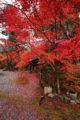 鍬山神社 安産石前の紅葉⑪