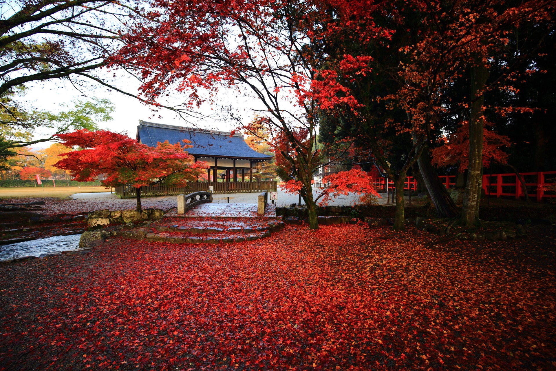 上賀茂神社 紅葉　極上の秋の彩りと散りもみじ