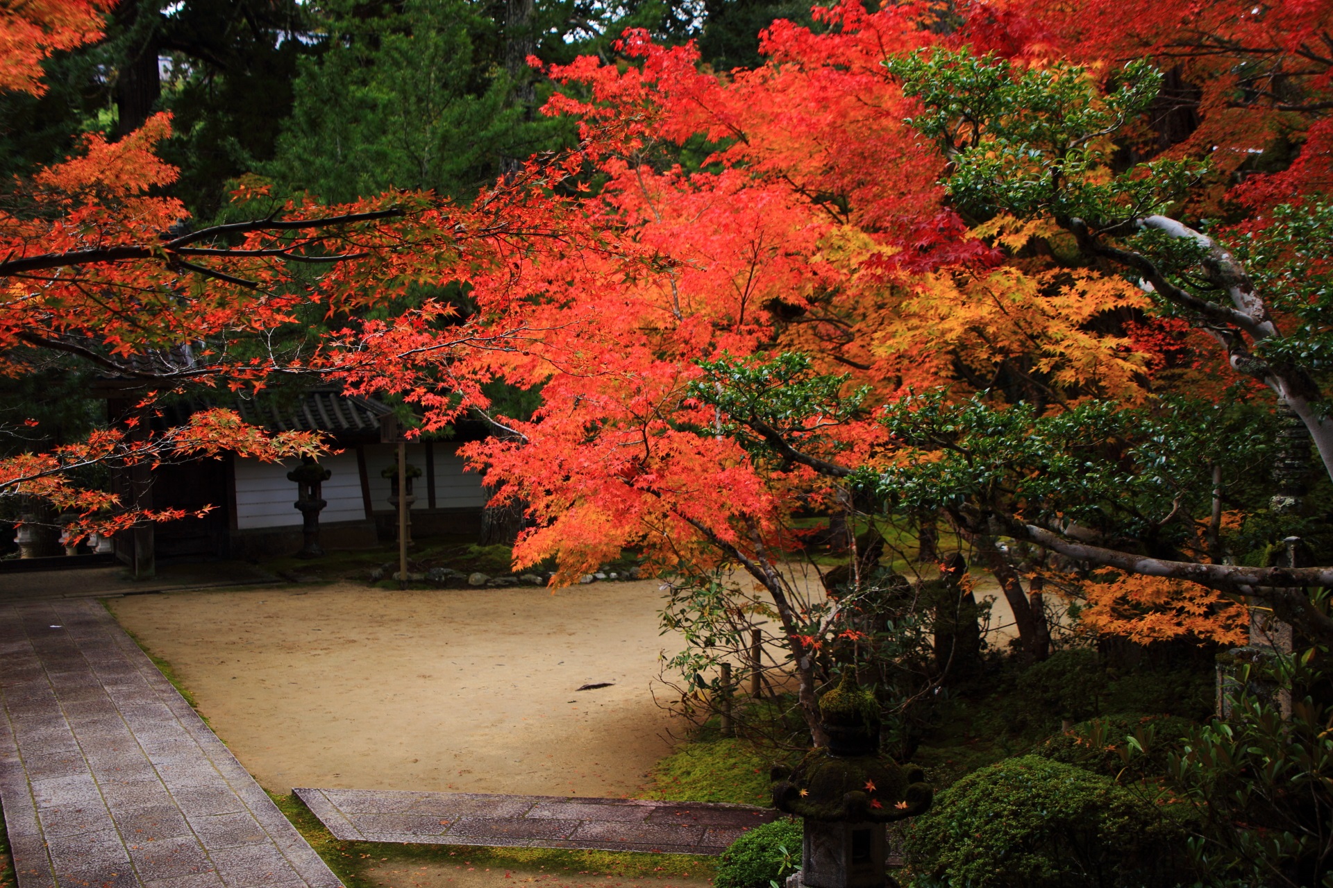 Kyoto Saimyoji Temple autumn leaves