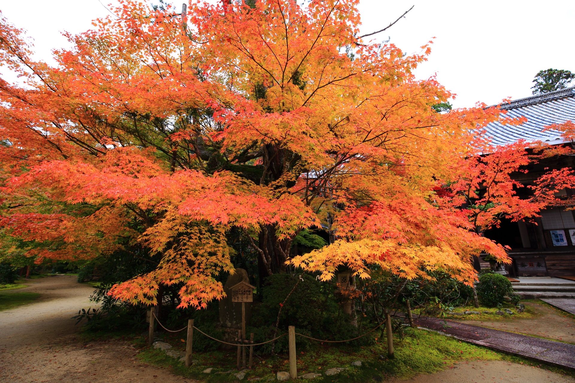 西明寺の優雅に枝を広げる絶品の紅葉
