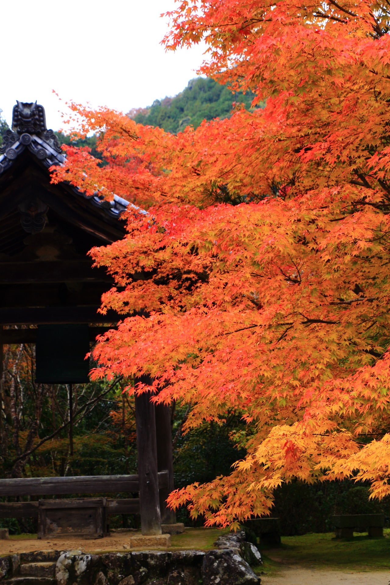 Kyoto Saimyo-ji Temple colored leaves