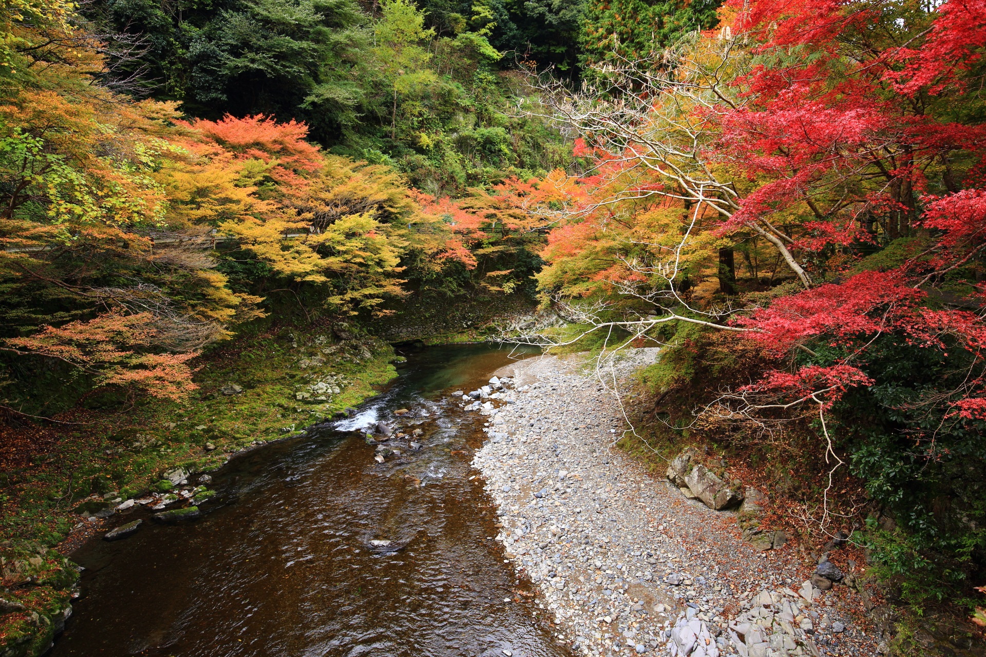 清滝川の多彩な紅葉