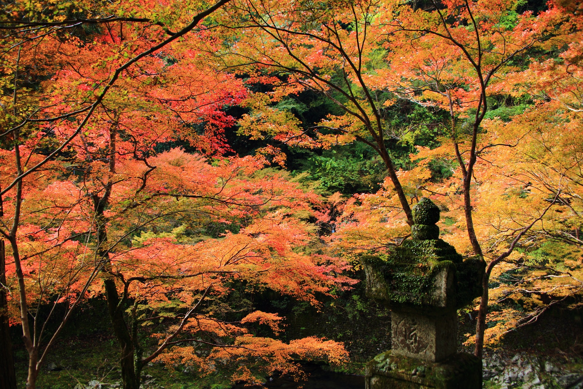 清流の清滝川の情緒溢れる秋色の空間