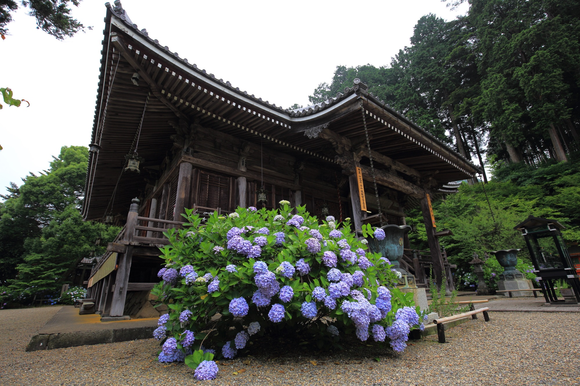 丹州観音寺の本堂前の花の重たさで垂れ下がっている紫陽花