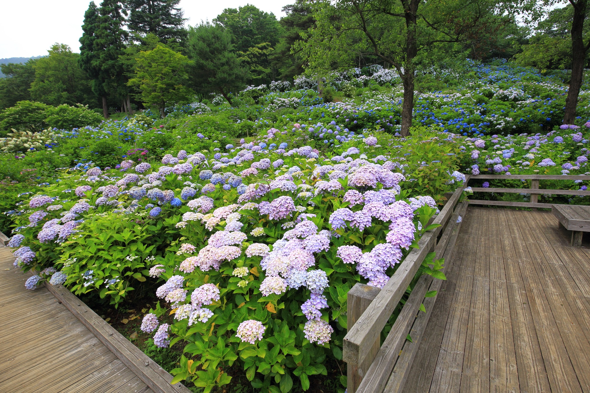舞鶴自然文化園のアジサイ園の休憩所周りの溢れる紫陽花