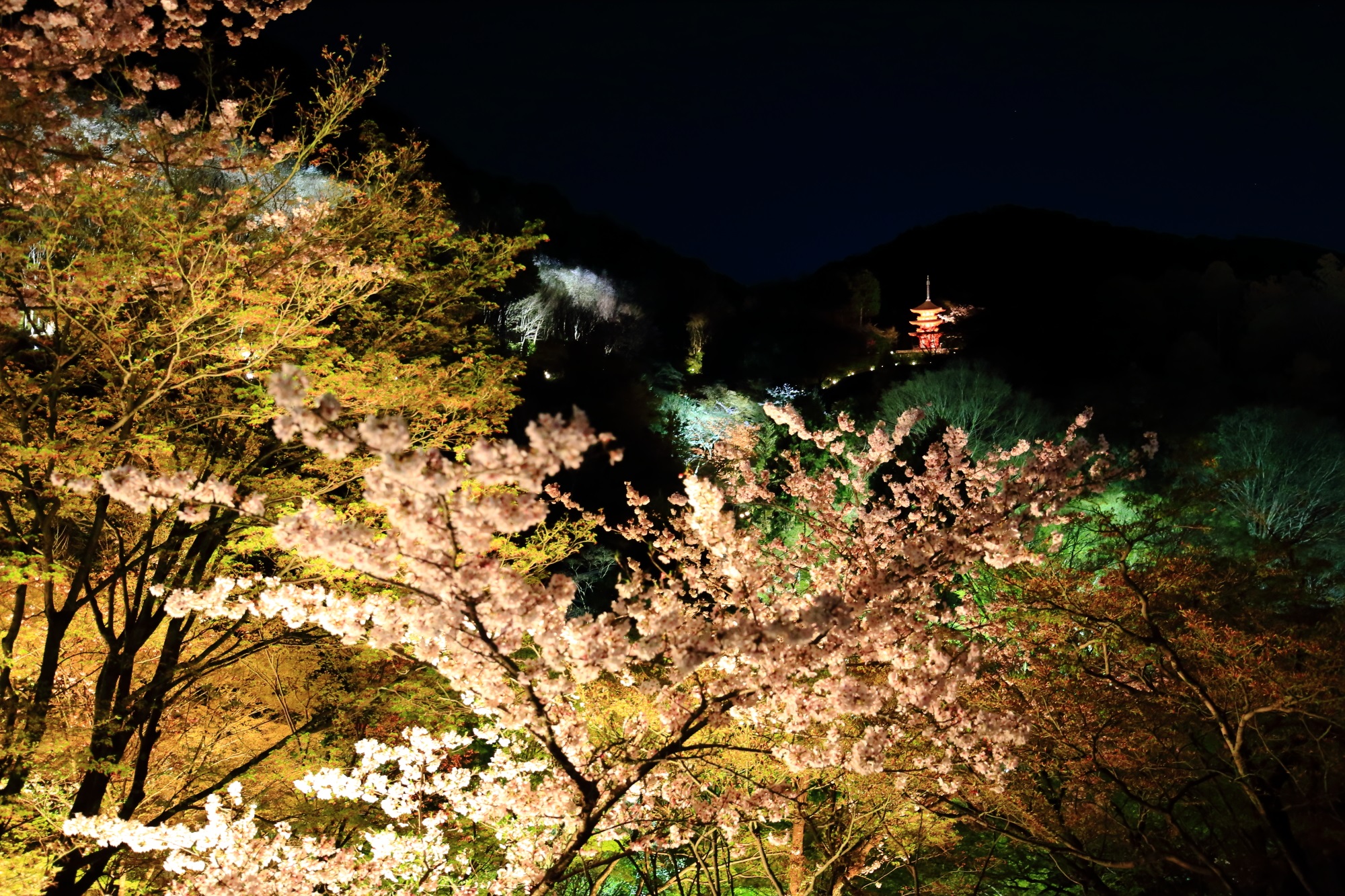 本堂付近から眺めたライトアップされた子安塔と夜桜