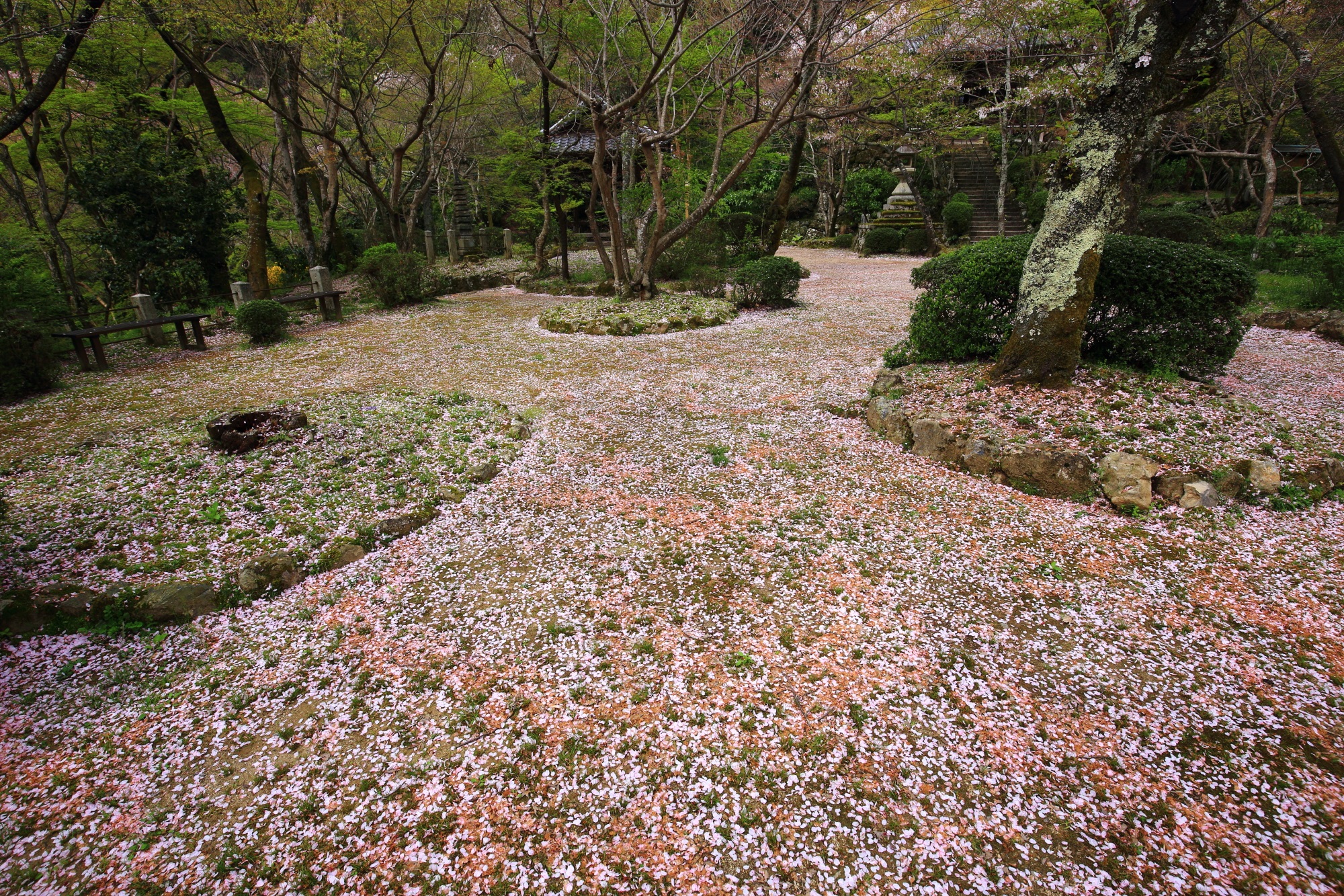庭園を華やかなピンクに染める散り桜