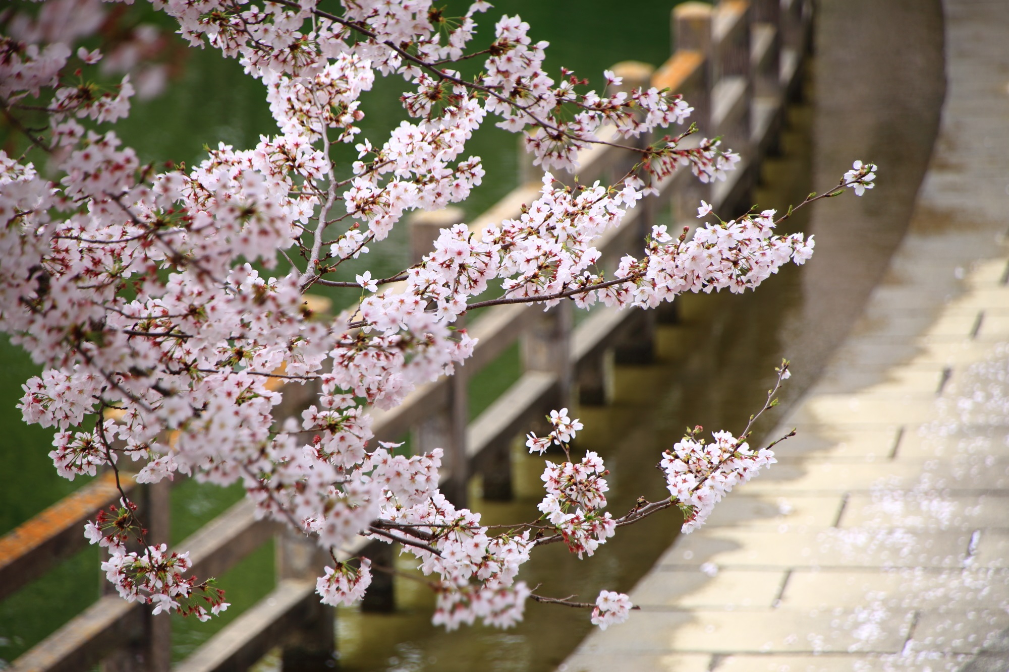 水辺を優雅に彩る桜
