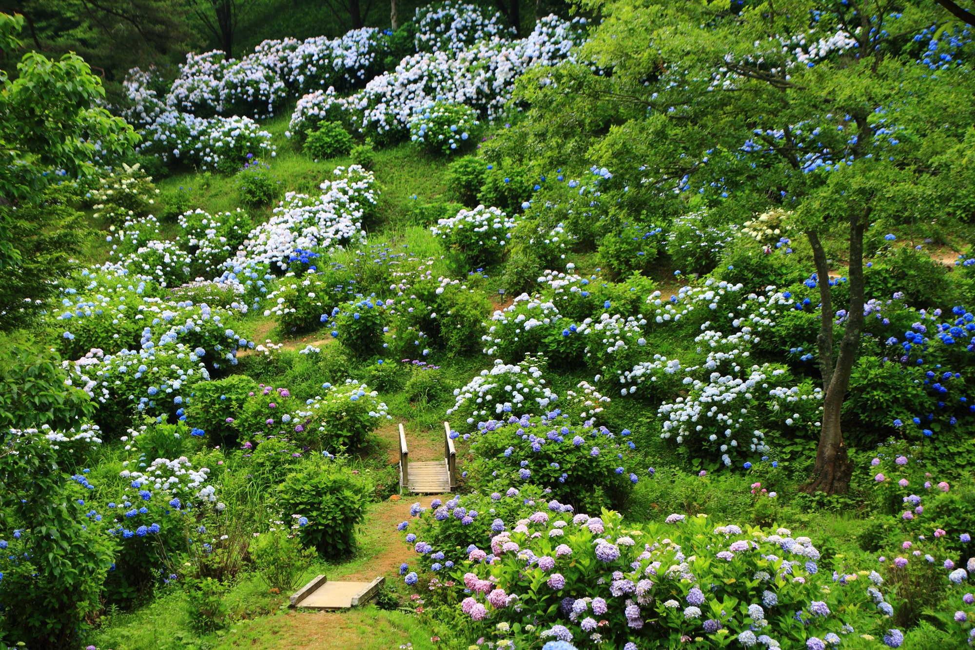 Kyoto Maizuru Floral and Green Public Corporation hydrangea