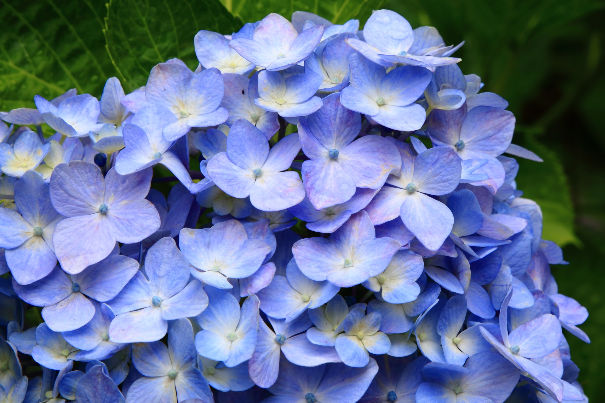 丹州観音寺の鮮やかとも華やかとも言えそうな青系の紫陽花