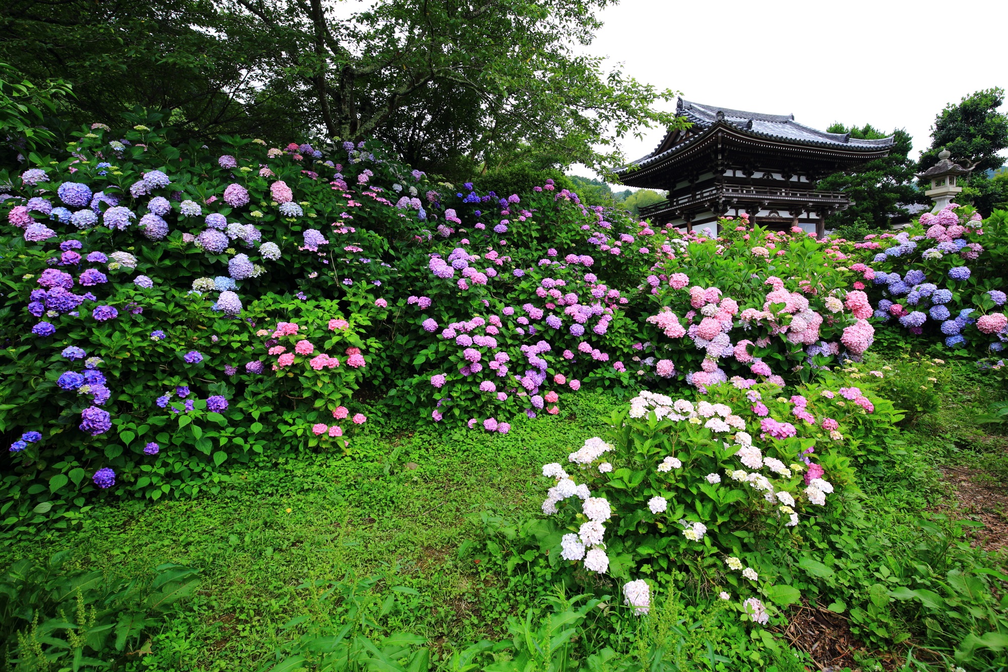 福知山観音寺の仁王門の手前にもあるたくさんの紫陽花