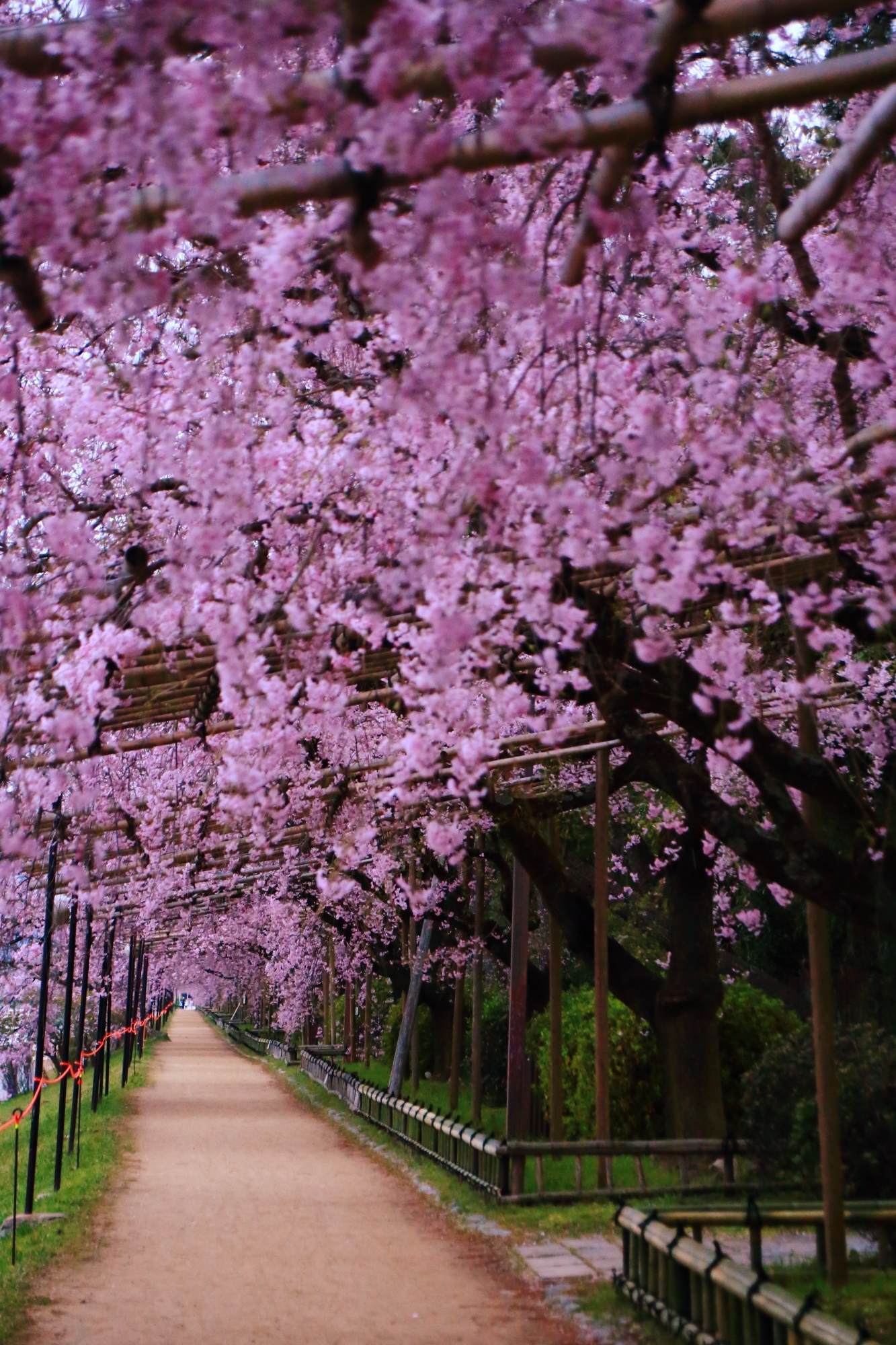 Kyoto Nakaragi-no-michi Street cherry blossoms