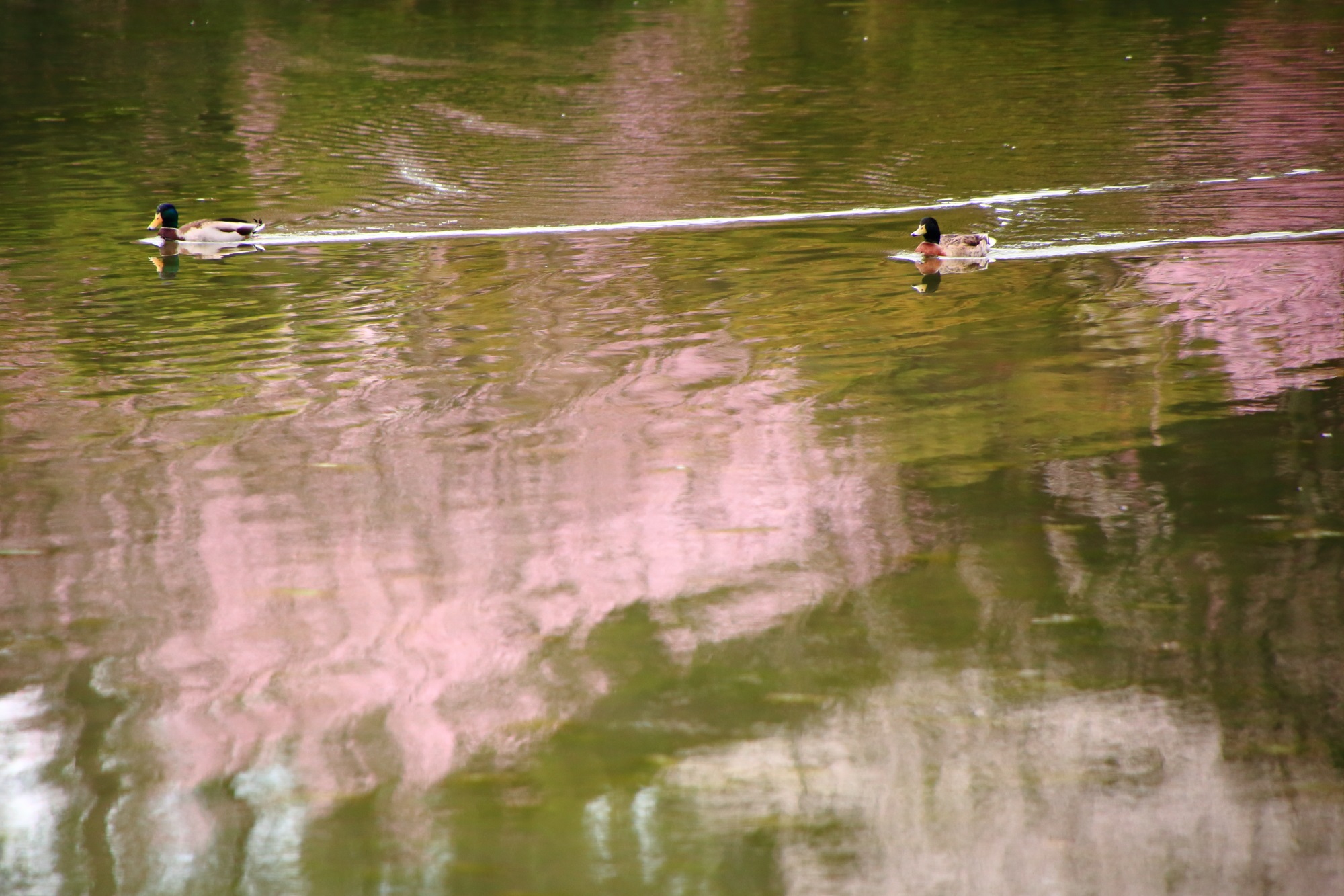 桜のピンクの水鏡と鴨