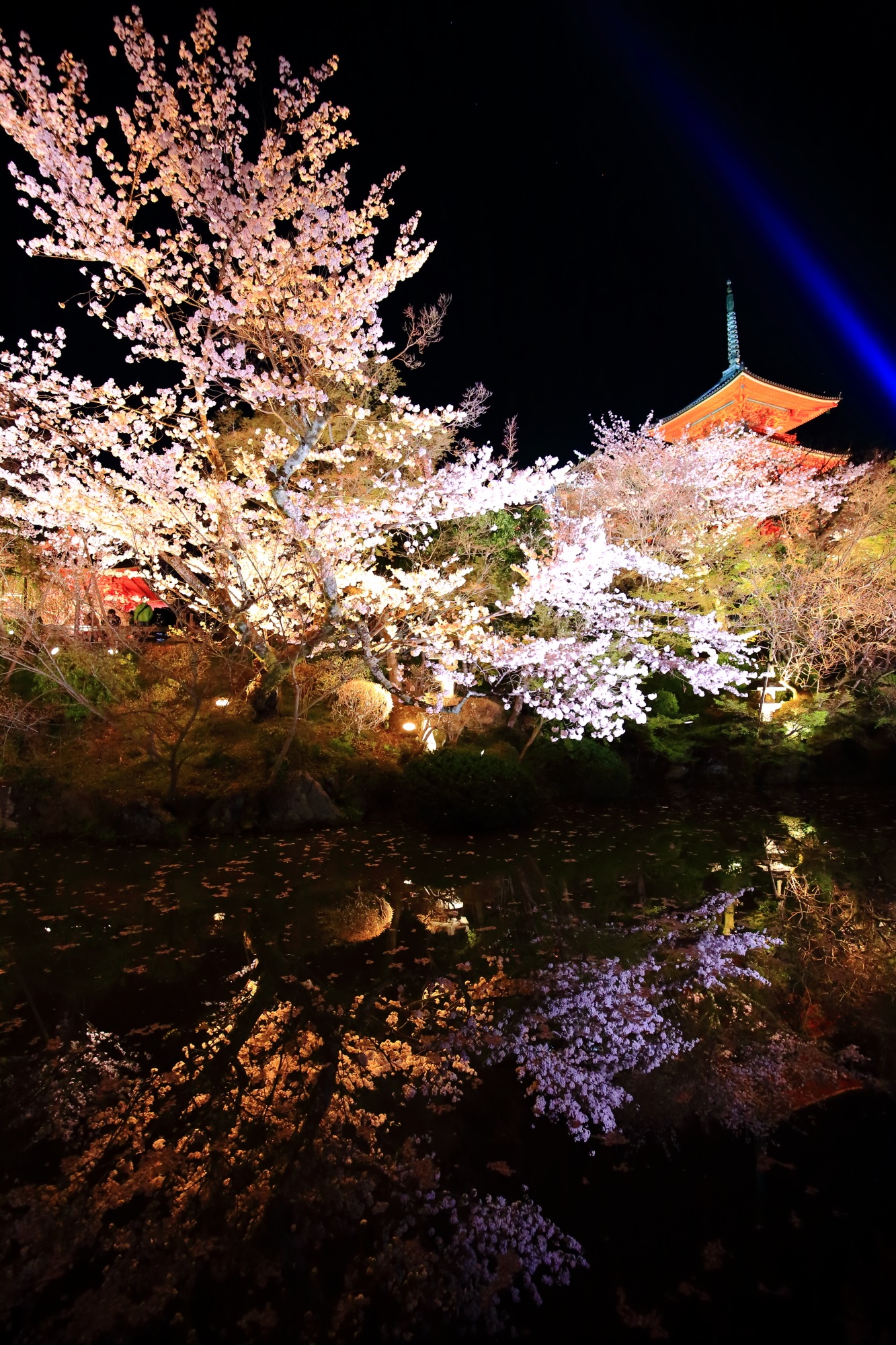 清水寺の素晴らしい夜桜と春の情景