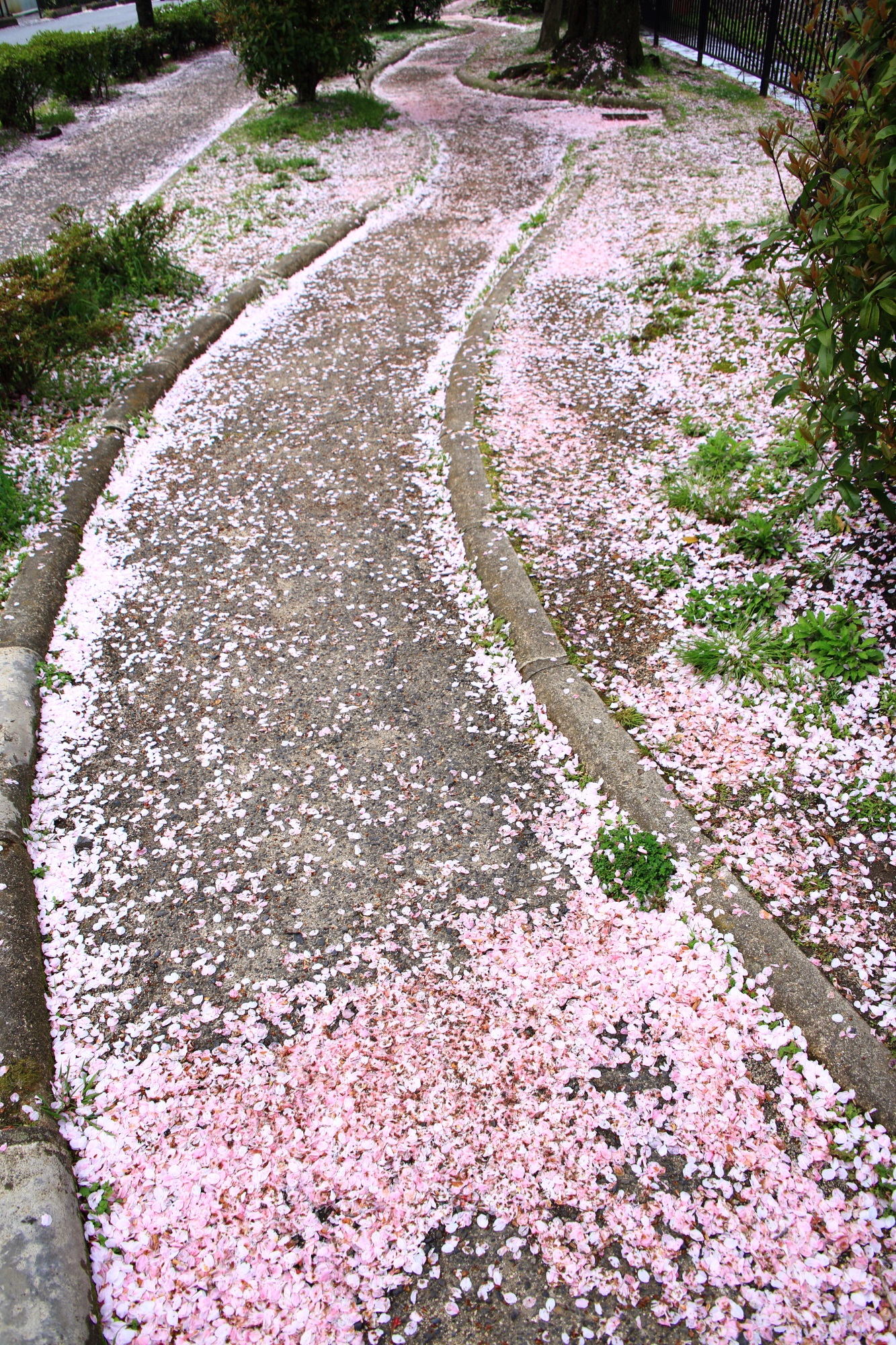 見事な桜のピンクの道