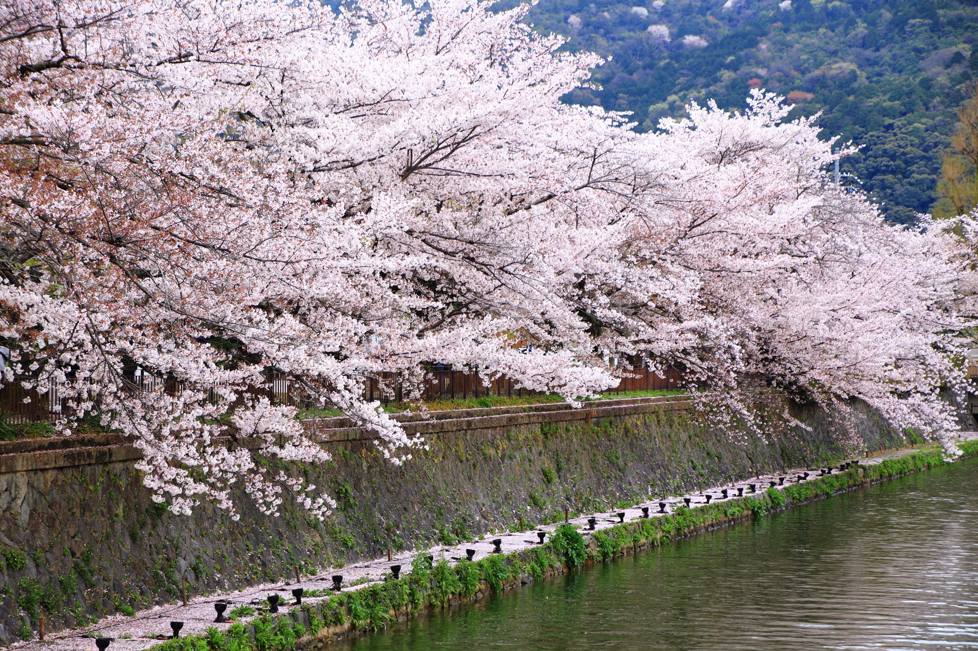 岡崎疏水の平安神宮付近の見ごろの桜