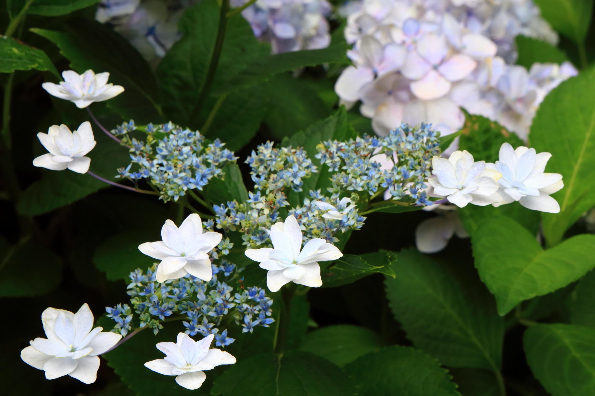 丹州観音寺の可愛い白い額紫陽花