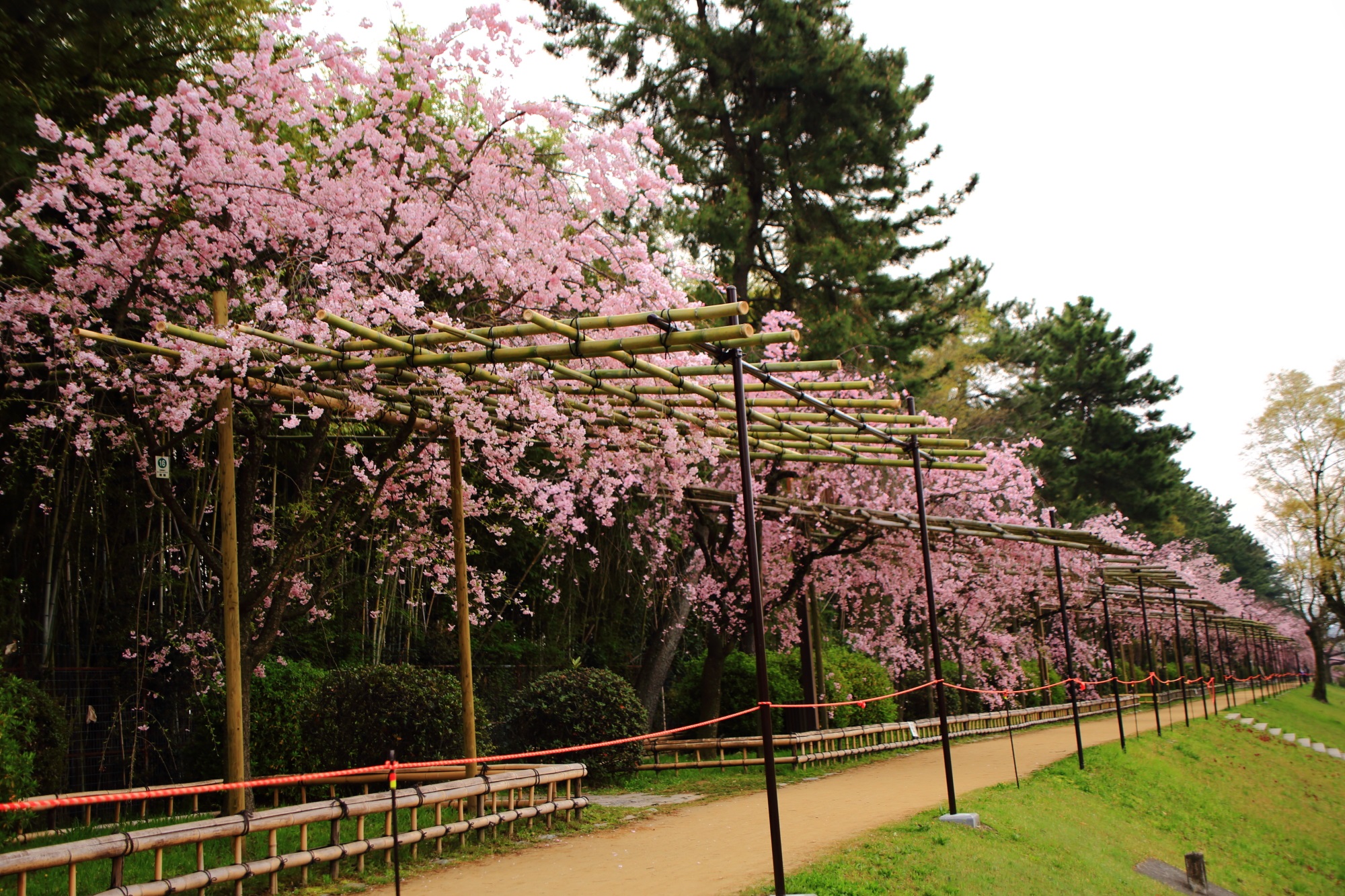 高画質 写真 桜 半木の道