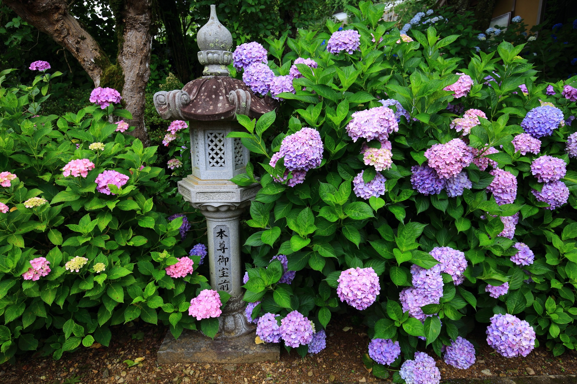 丹州観音寺の見事な紫陽花を演出する石燈籠