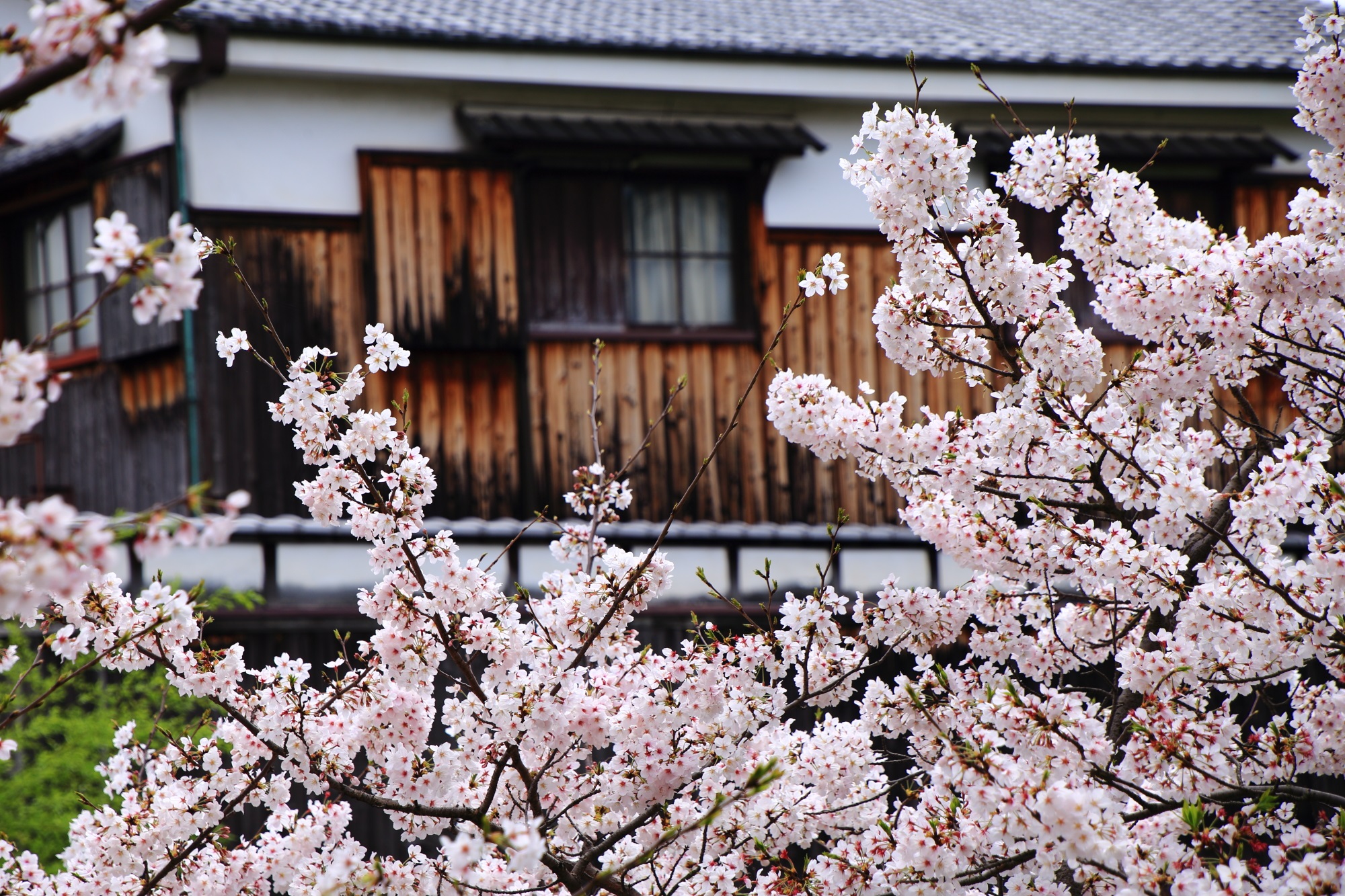 趣きある独特の雰囲気の建物に良く合う桜
