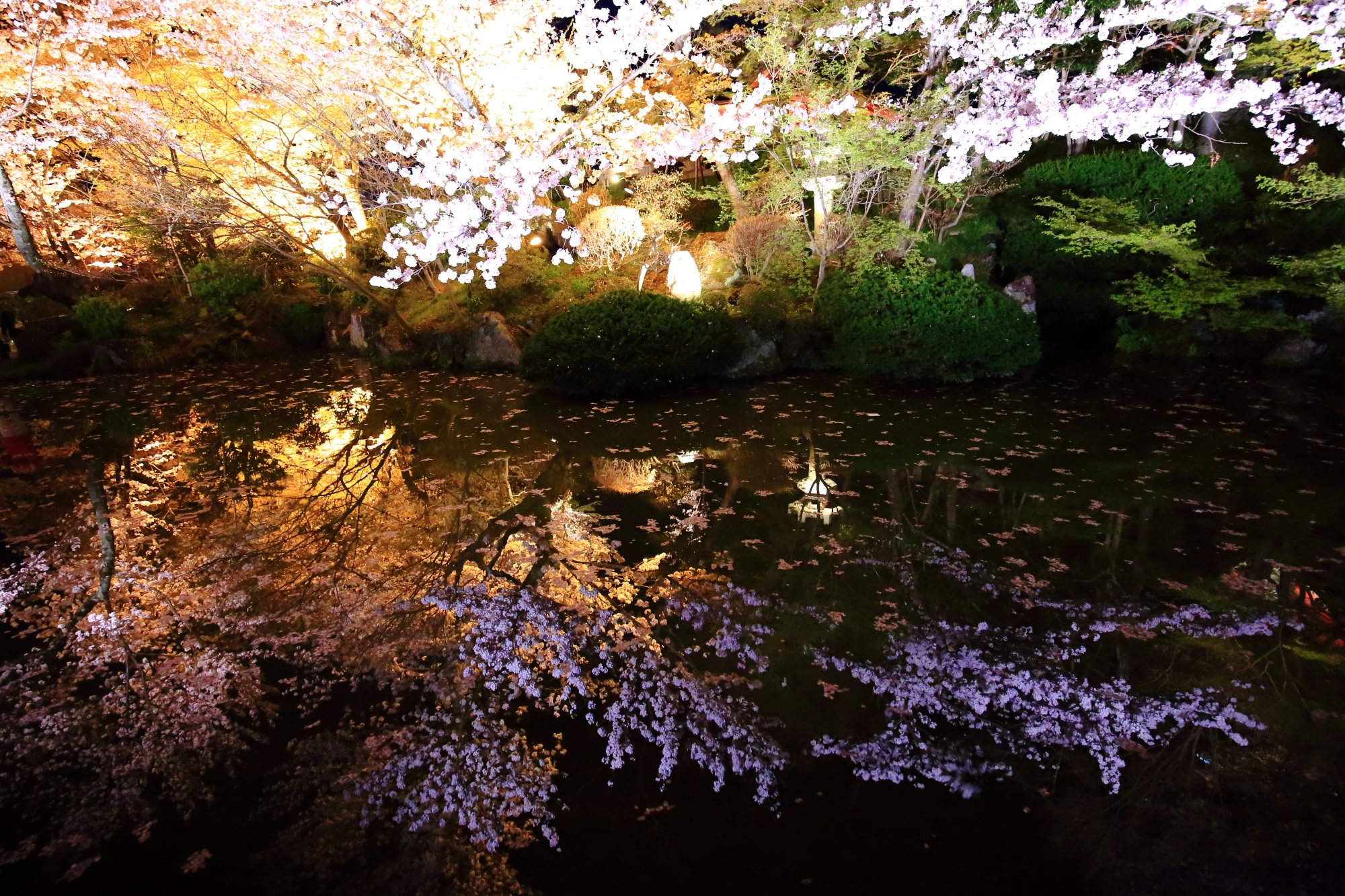 何とも神秘的な夜桜の水鏡