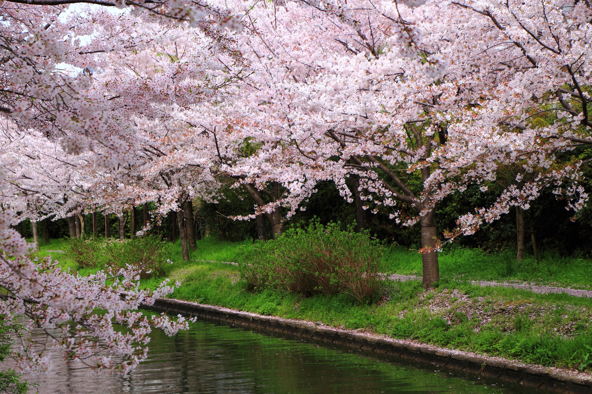 弾けんばかりの満開の桜並木が続く宇治川派流