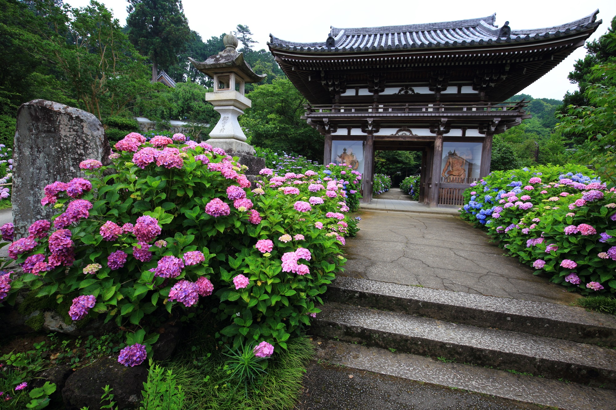 無料で楽しめる丹州観音寺の仁王門の紫陽花